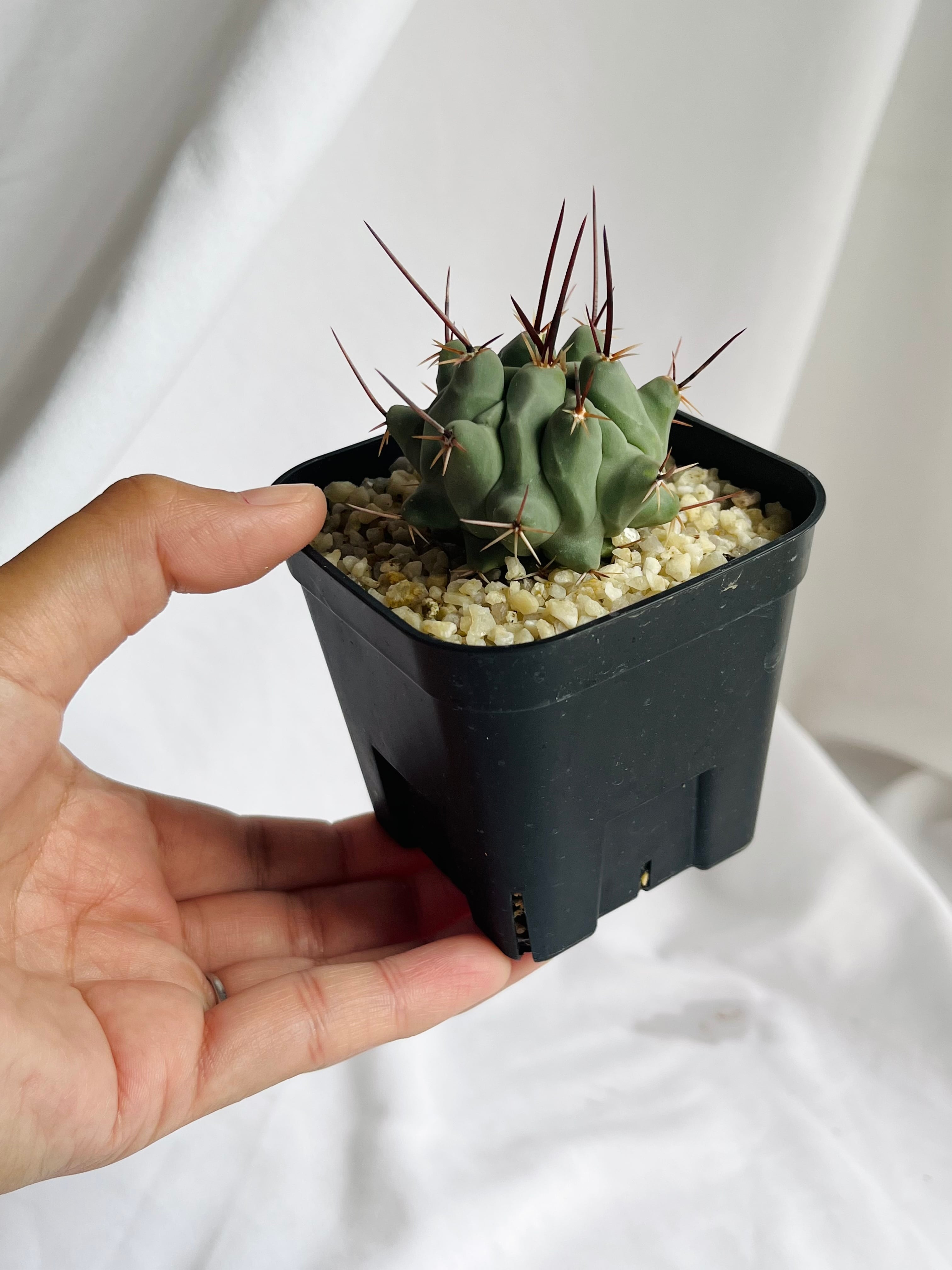 Thelocactus nidulans テロカクタス 鶴巣丸 サボテン | plants MARU