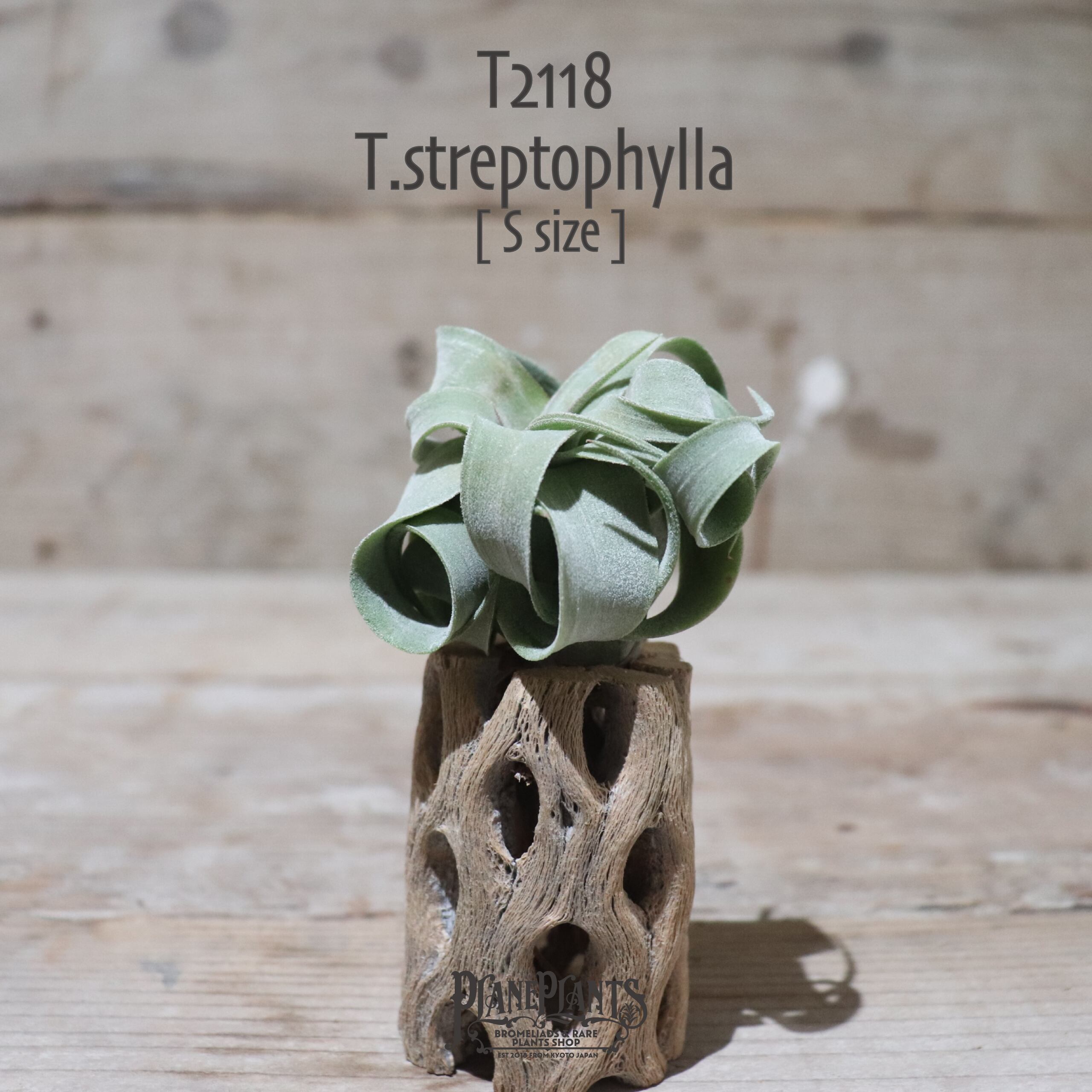 【送料無料】ストレプトフィラ S〔エアプランツ〕現品発送T2118