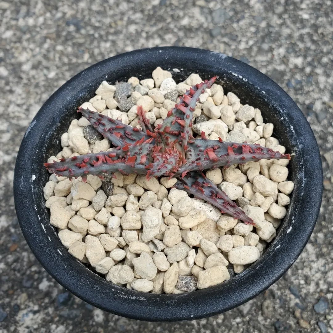 本物 ディッキア デリカータ Dyckia delicata rubra ⑵ F00423_Dyckia delicata (Seed from Brazil)：ディッキア・デリカータ