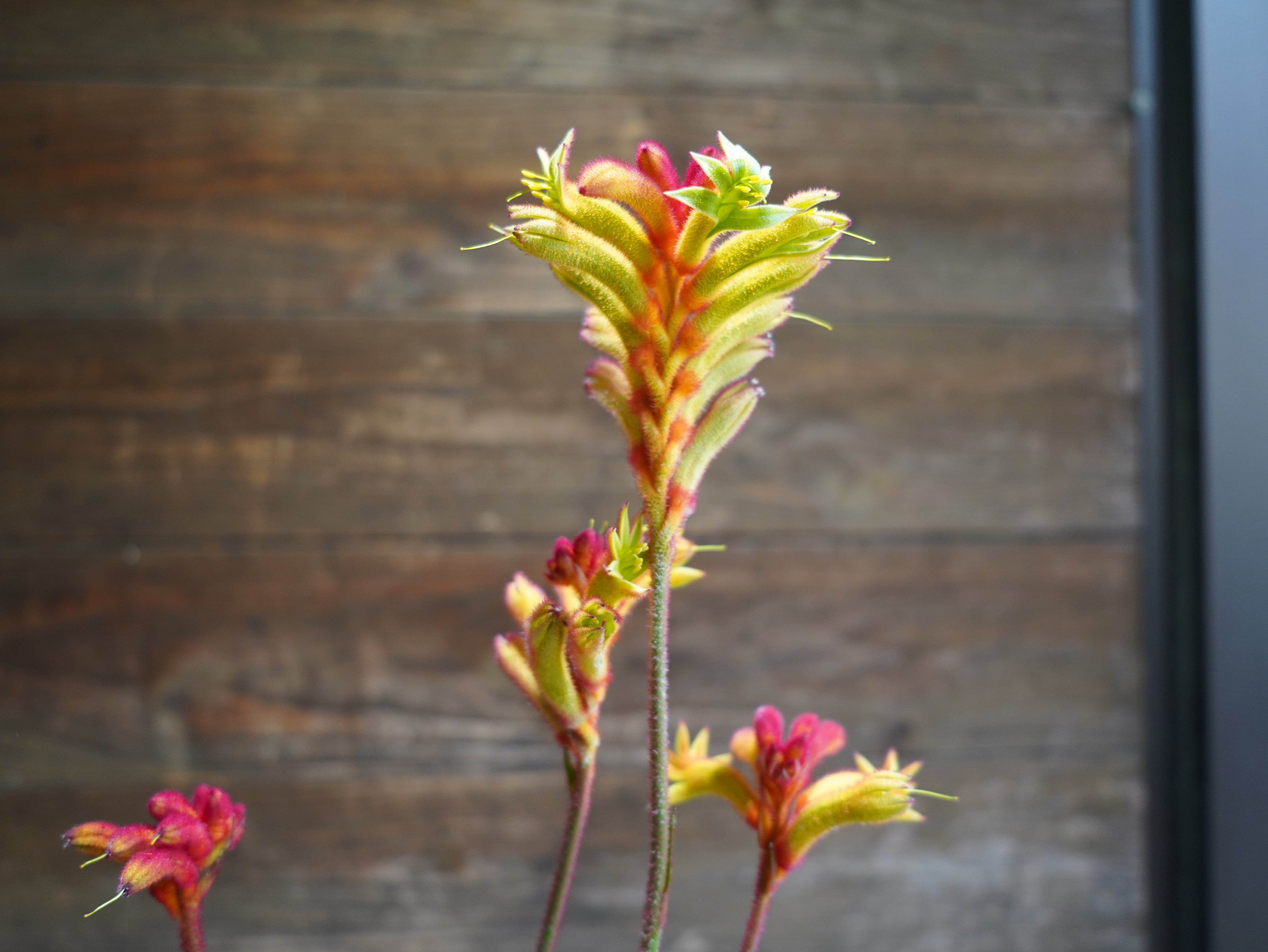 【現物】カンガルーポー（イエロー、オレンジ）