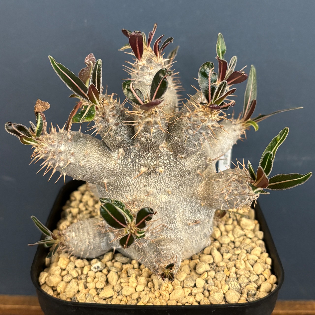 パキポディウム カクチペス【841】