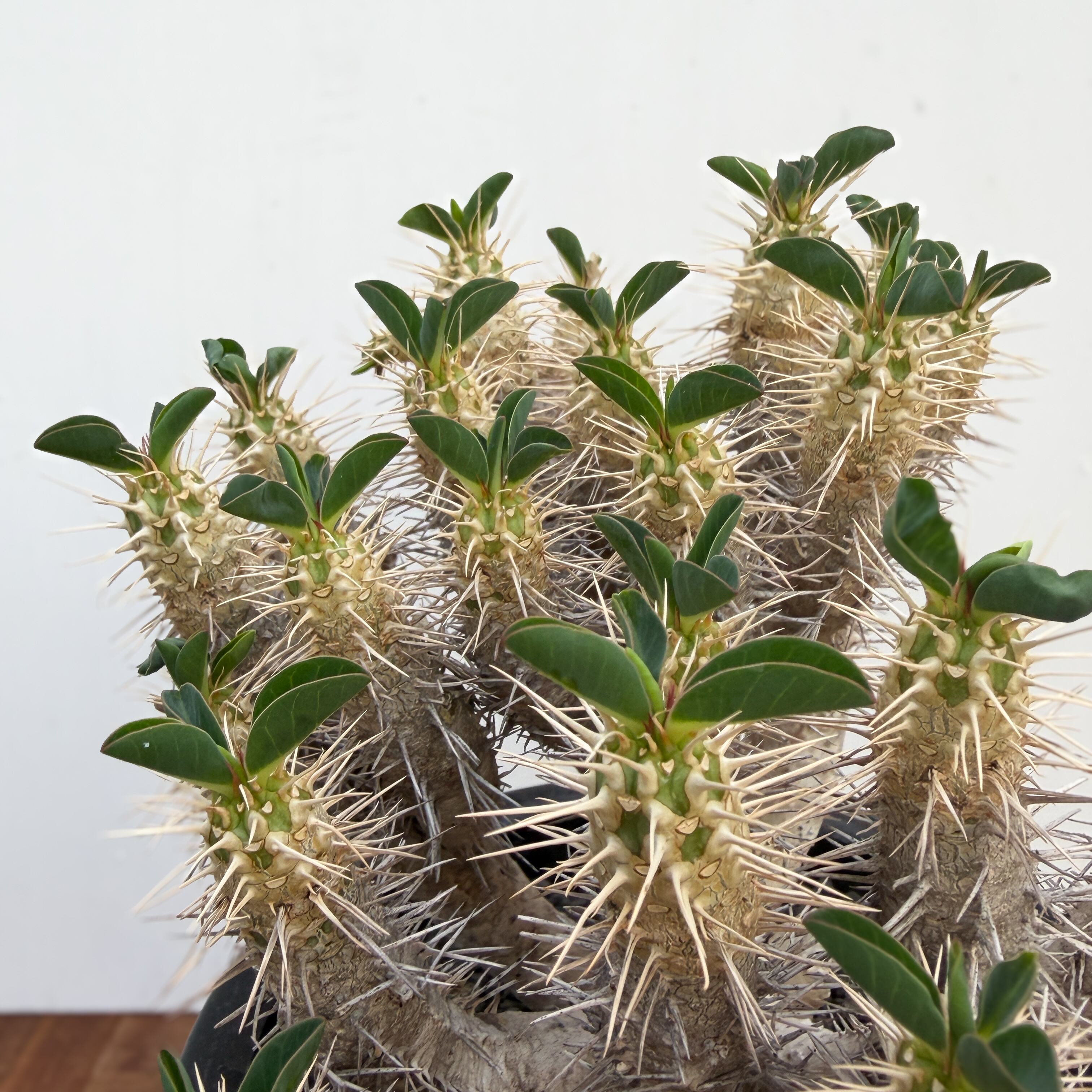 Euphorbia guillauminiana【ユーフォルビア・ギラウミニアナ