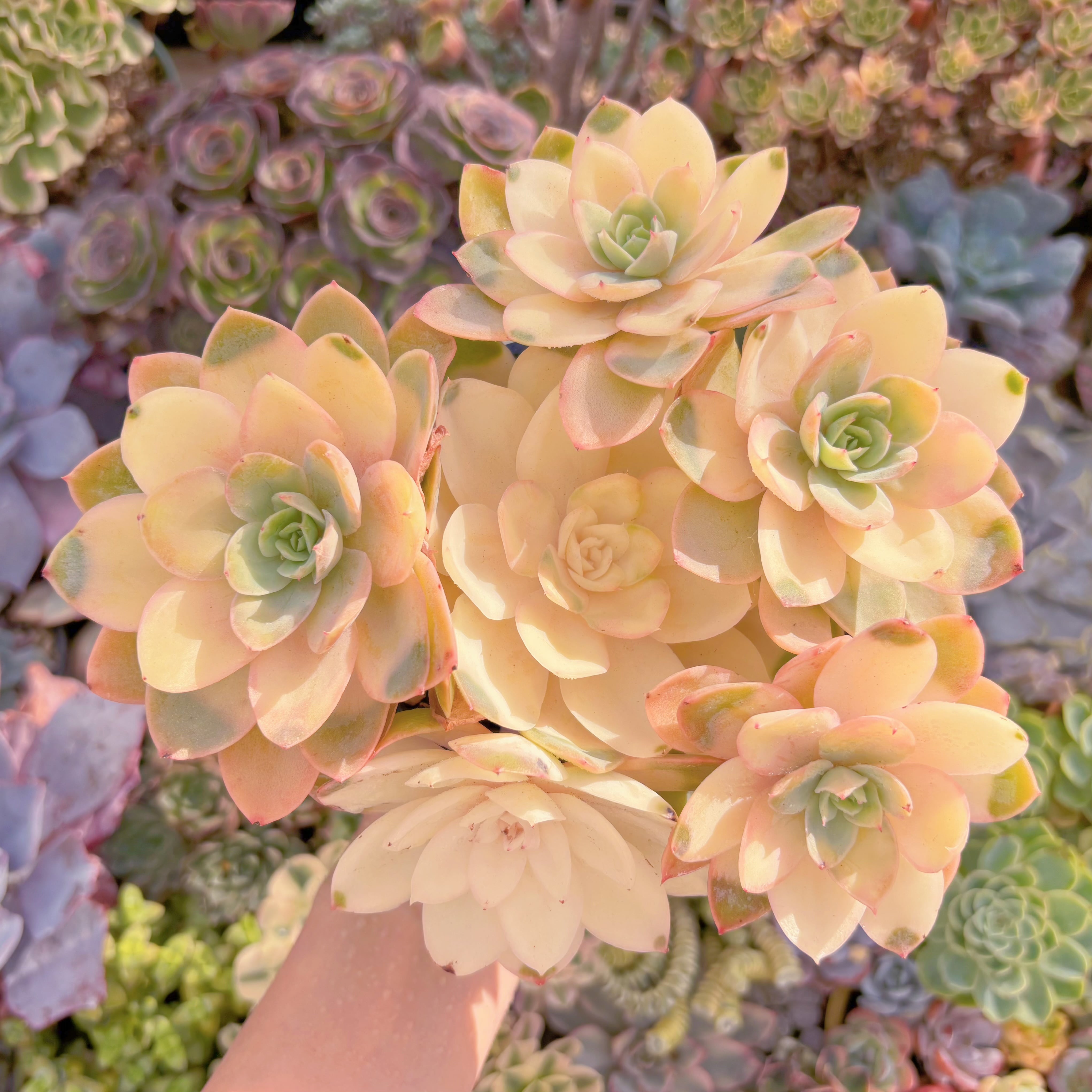 現品　シルクベール錦#B45　大群生　るる農園