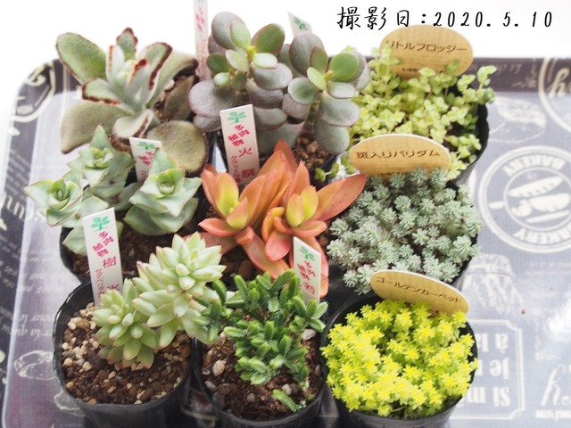 お試しセットb 人気苗9種 多肉植物 いとうぐりーん いちかわふぁーむ 2号 多肉植物とガーデン雑貨 Macherie マシェリ