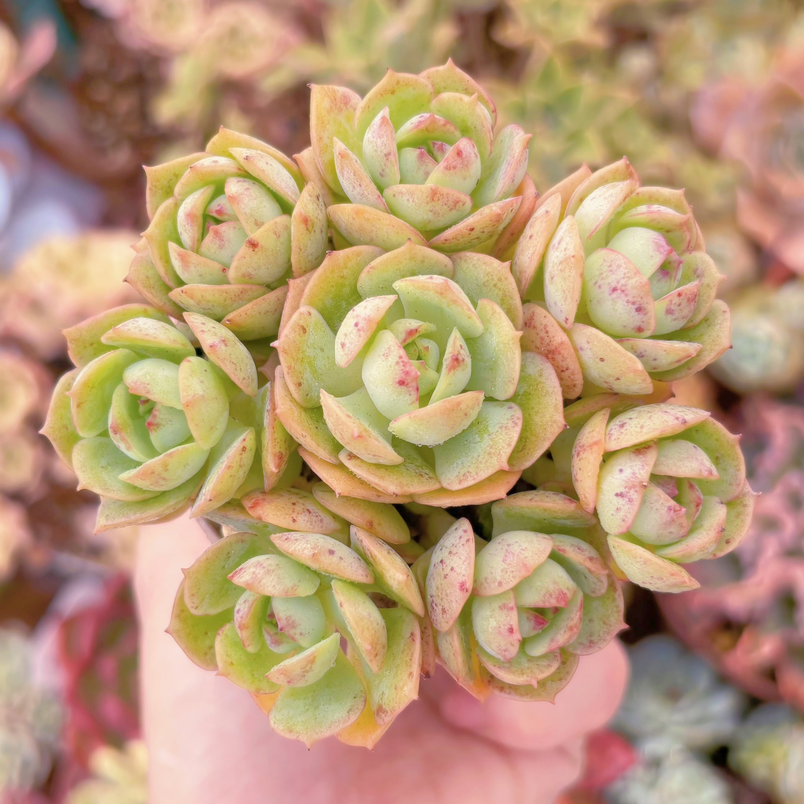 多肉植物　イタリアローズ(8頭)　新入荷　るる農園