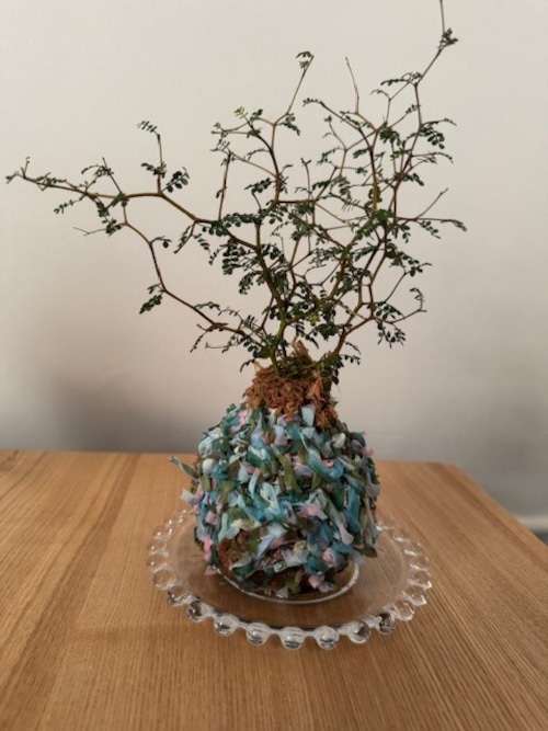 ポップな苔玉（ソフォラ・リトルベイビー）