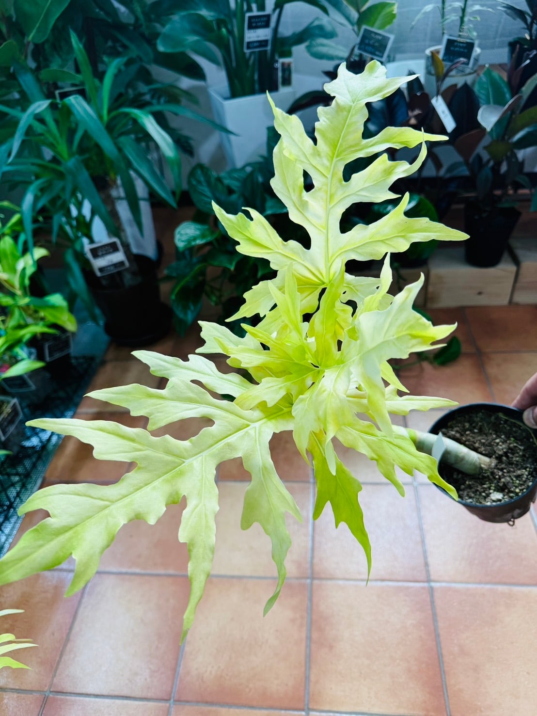 ワルセヴィッチフラバム オーレア フィロデンドロン ① 観葉植物 4号