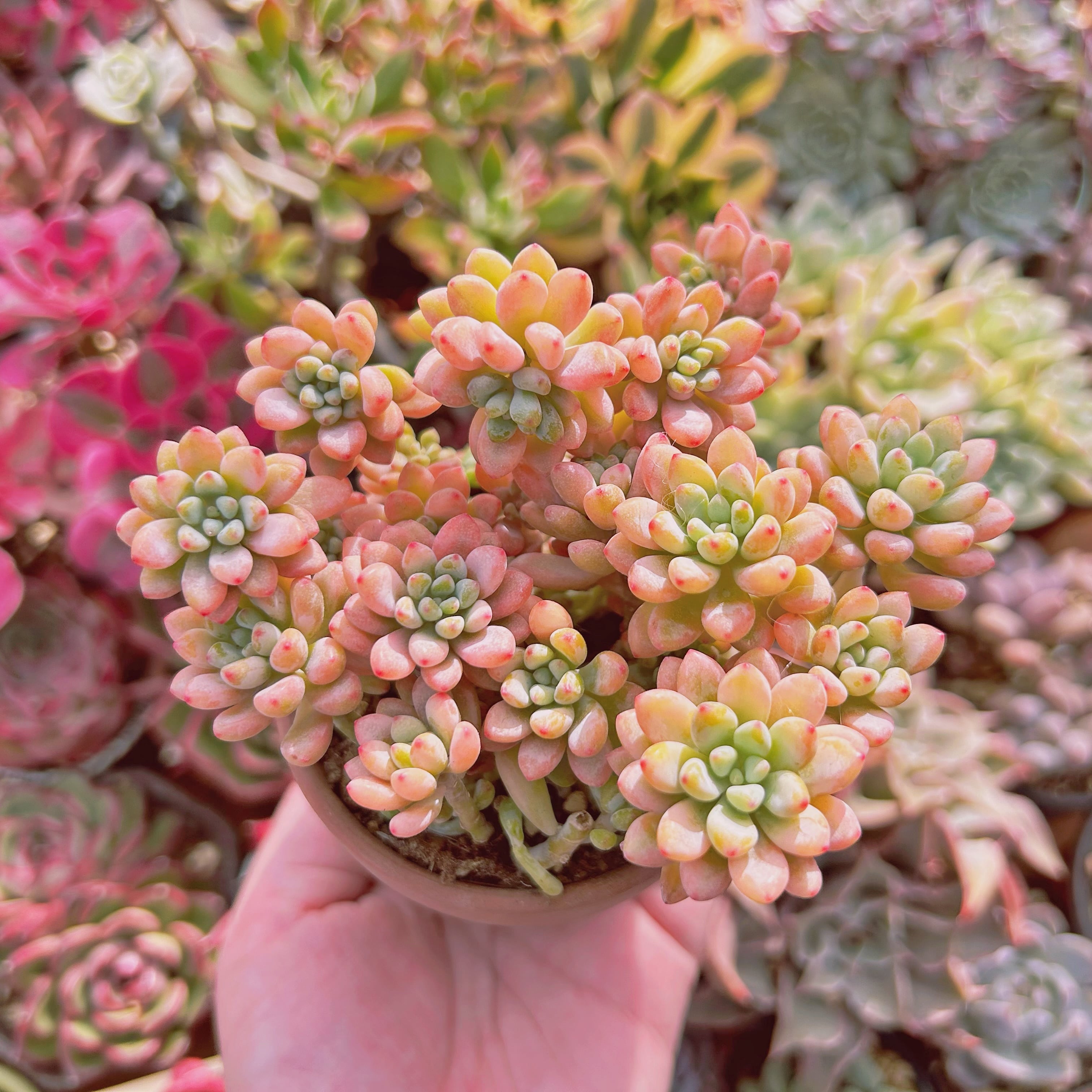 レア 多肉植物 Graptopetalum グリーンビーン錦 11頭以上 | るる農園