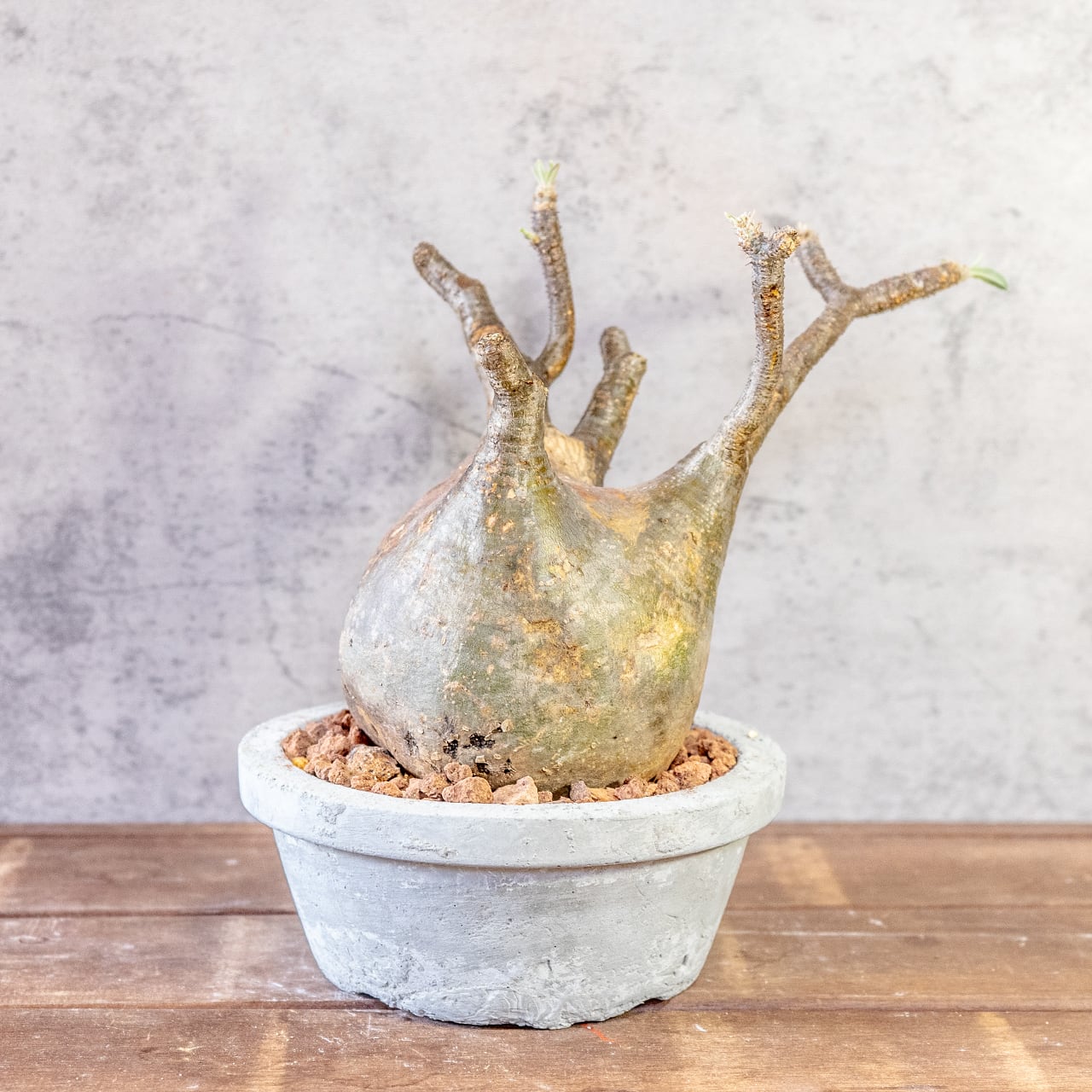 【どっしり丸い極太塊根】グラキリス。胴回り40cmの圧倒的ボリューム。無骨な「手づくりモルタル鉢」とセットで。｜虫発生抑制（全国一律送料850円）