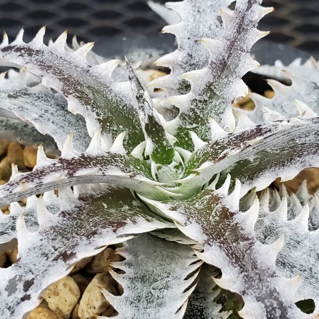 F00452_Dyckia 'Ocean Starlight'：ディッキア・オーシャンスター