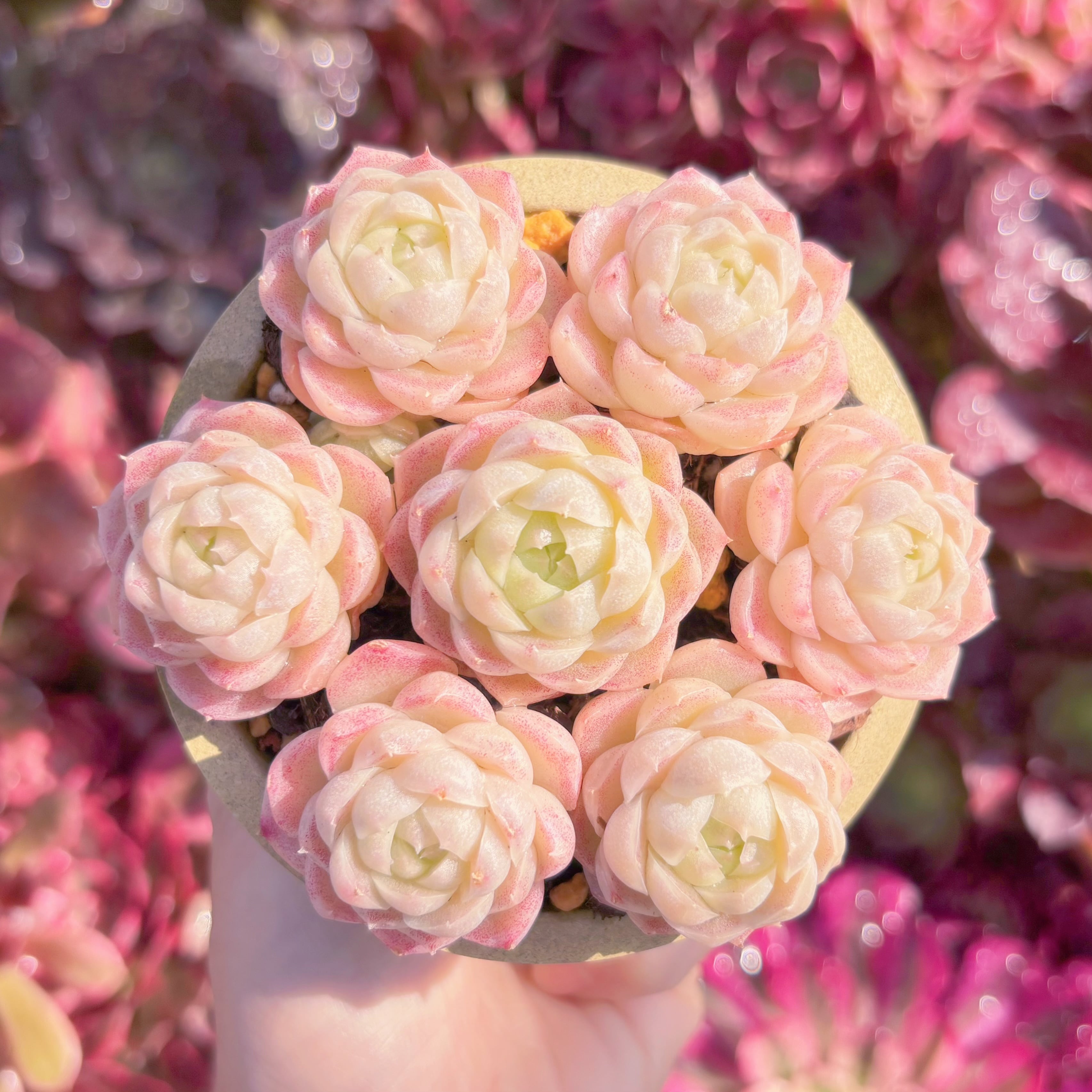 多肉植物　サクラクイーン(7苗)　新入荷　るる農園