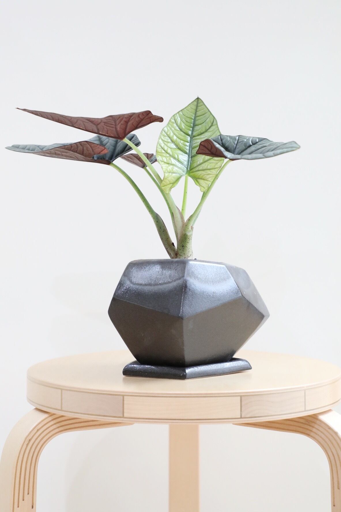 アロカシア ネブラ オーレア M】アロカシア ネブラ エレーン/Alocasia | 【厳選植物・器】MIDORI