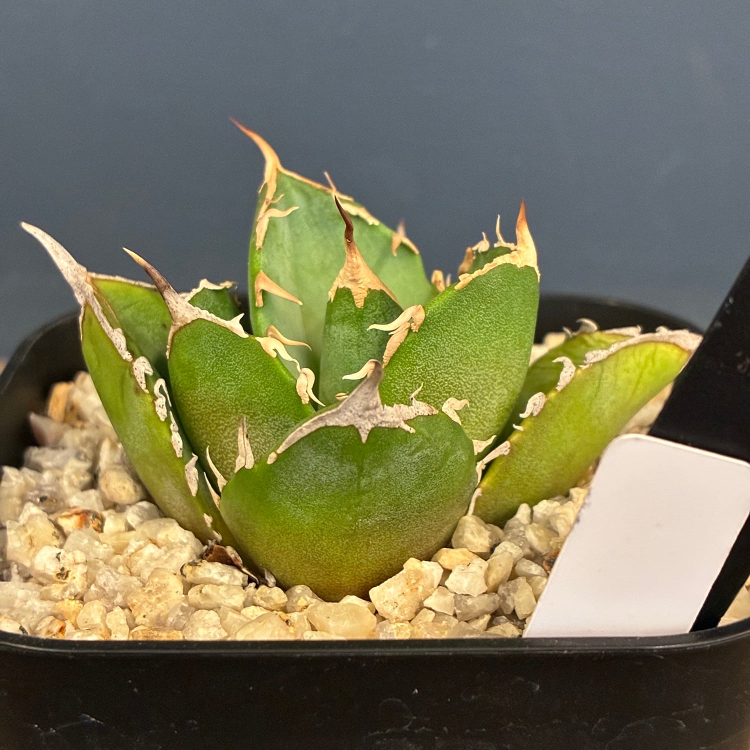 アガベ チタノタ no name(イラン産) アガベ・チタノタ（ノーネーム）003｜agave titanota No Name | Plu