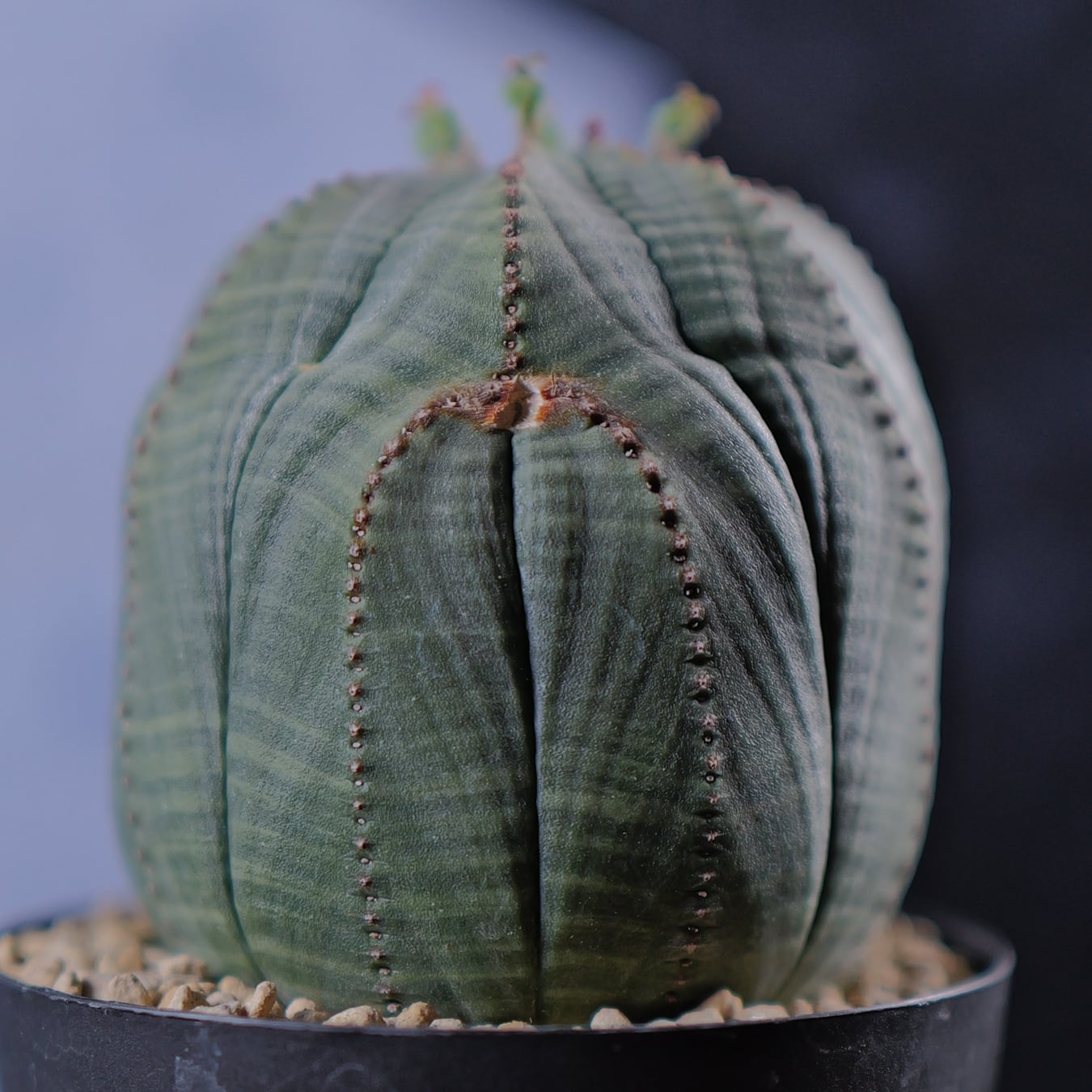 メス株 複稜 オベサ / ユーフォルビア | LIGHTHOUSE.PLANTS - 海外実生