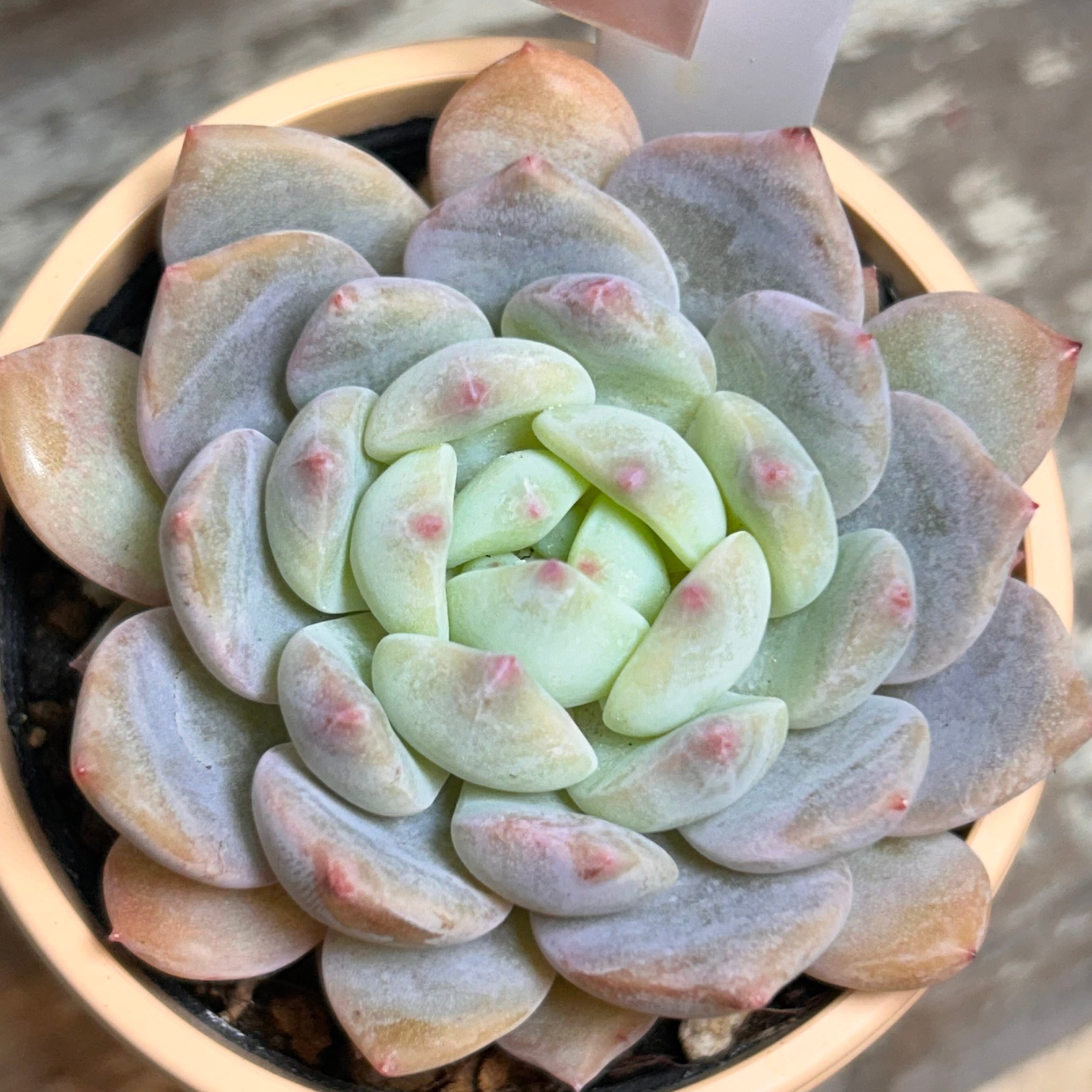 多肉植物　韓国苗　マルガンクイーン　発根済み マルガンクイーン | RuPo 多肉植物専門店