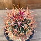Ferocactus chrysacahthus【フェロカクタス・赤刺金冠竜】