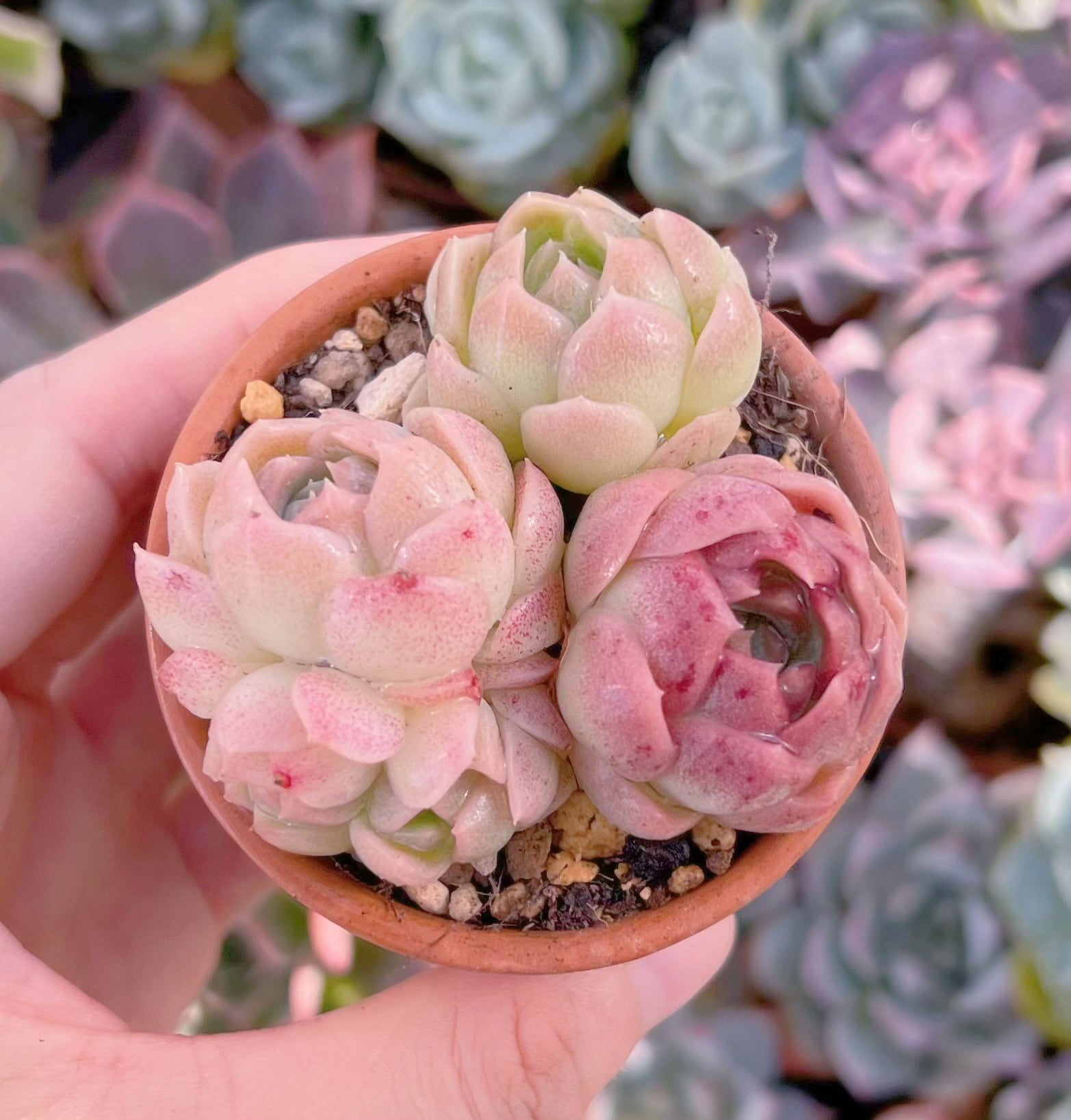 多肉植物 桃ソーダ 3頭 新入荷 るる農園 | るる農園~多肉植物専門