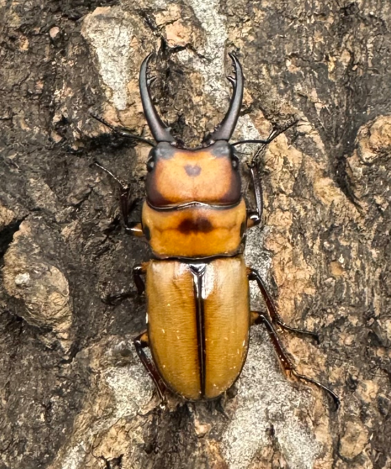 《ブルイジンノコギリ亜種ボーマンス ♂♀♀トリオ》