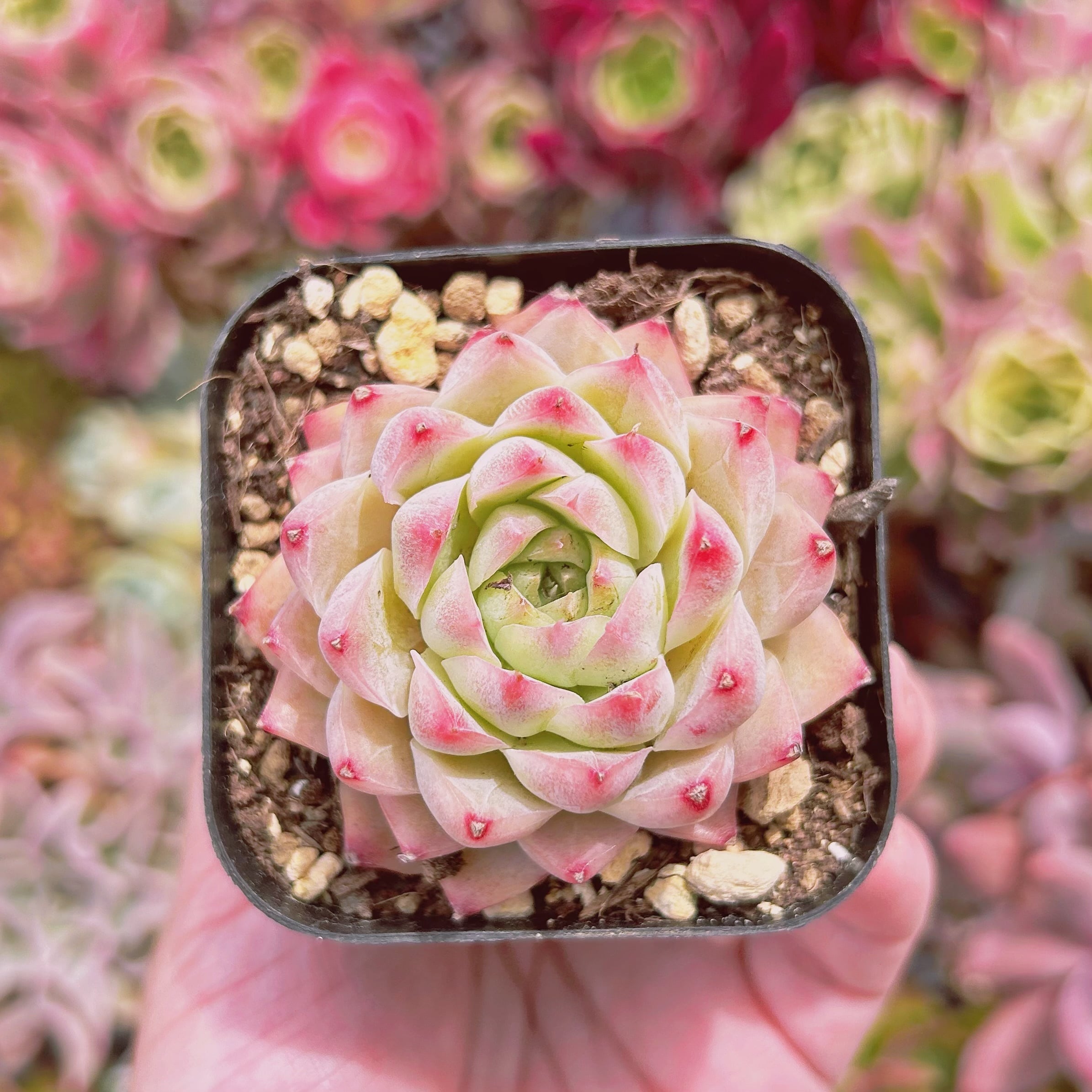 #270現物　多肉植物　桃薫