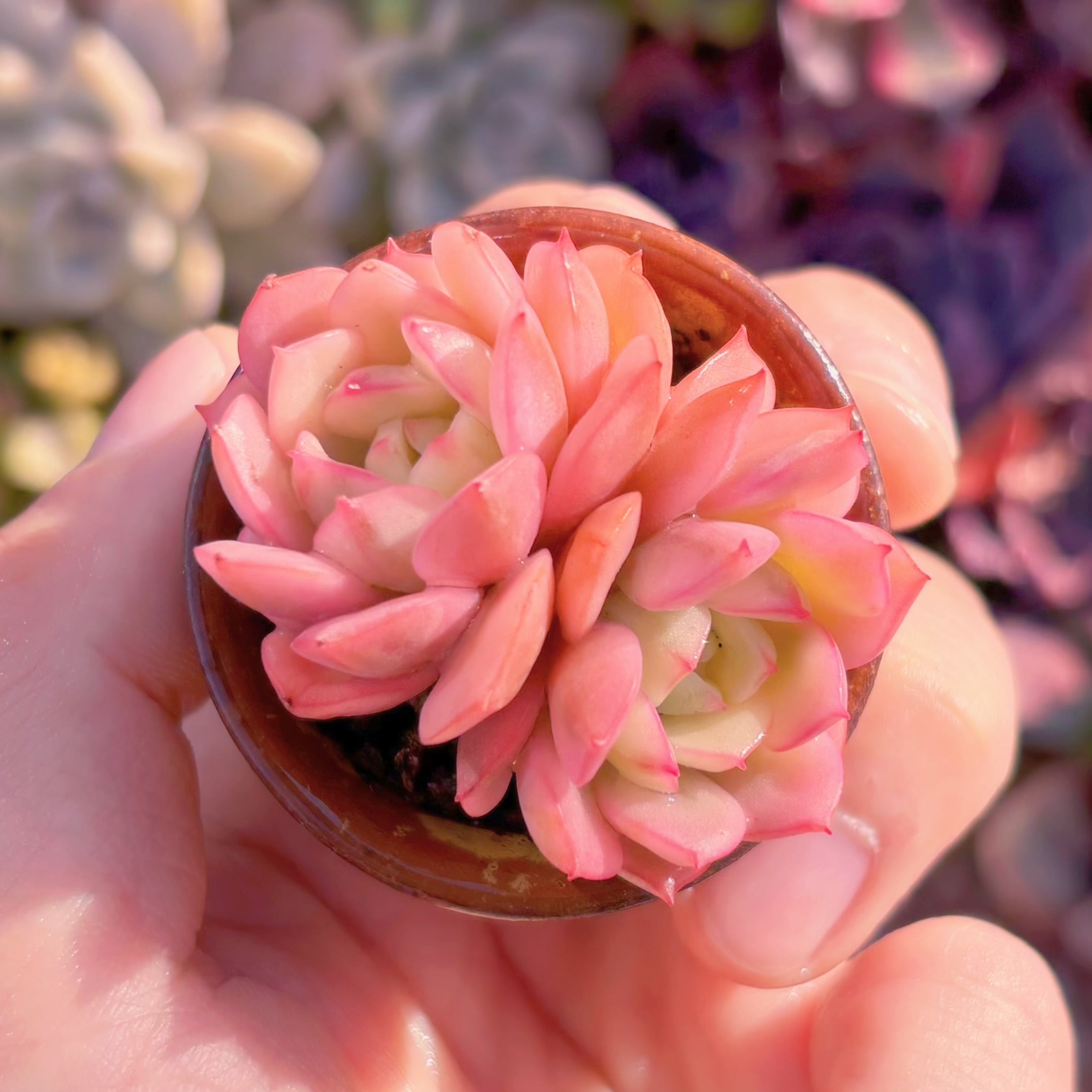 多肉植物　デレン錦(2~3頭)　群生　新入荷　るる農園