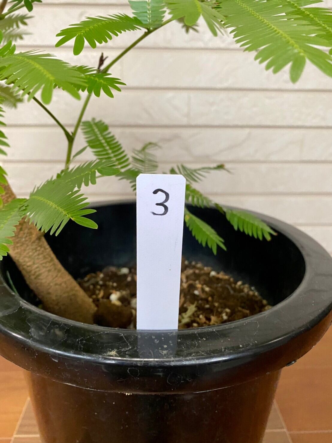 観葉植物 エバフレッシュ 曲り 8号 3 | ハウスプランツショップ 観葉