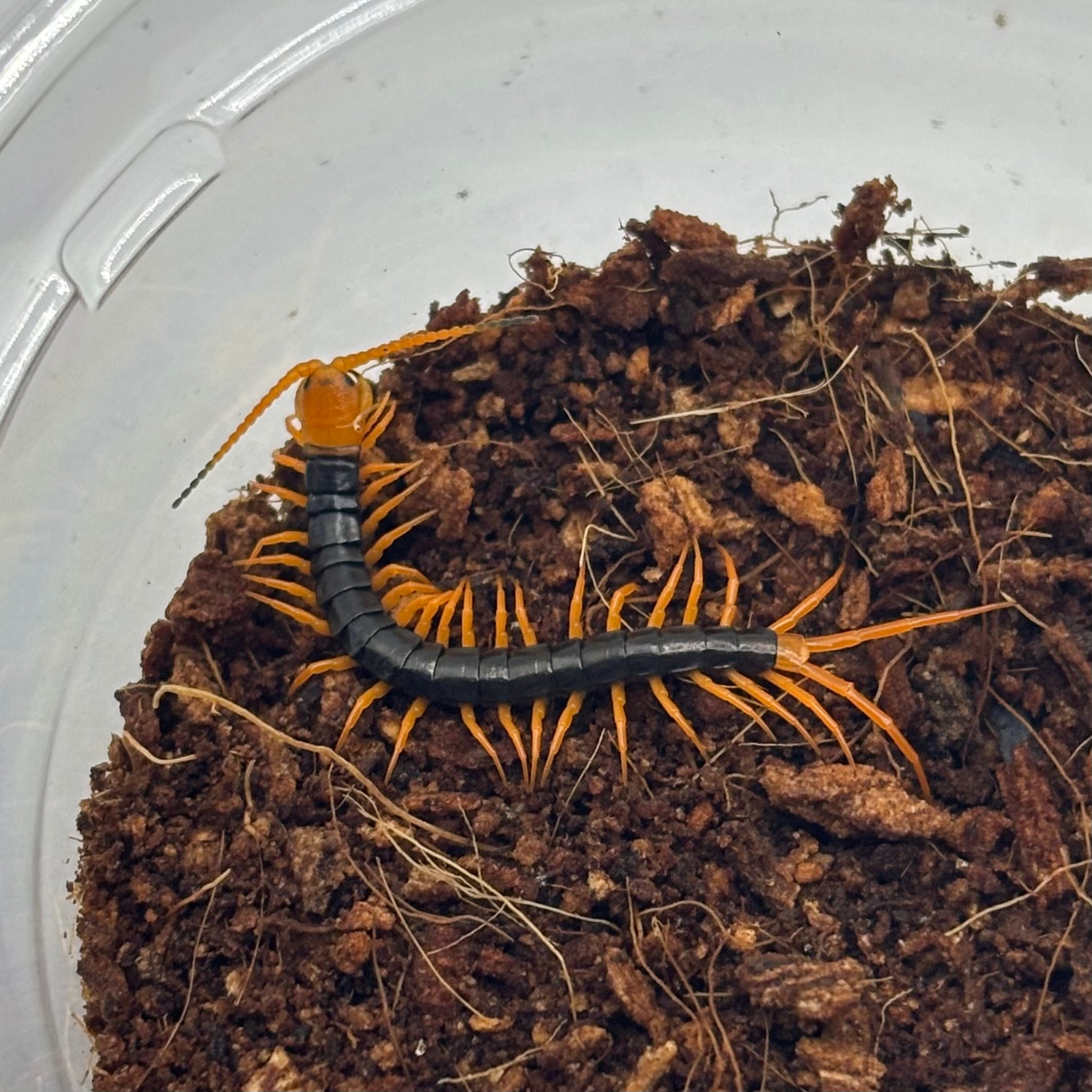 フカヒレ ムカシタマムシ 月刊むし 537 (発売日2015年10月23日) | 雑誌