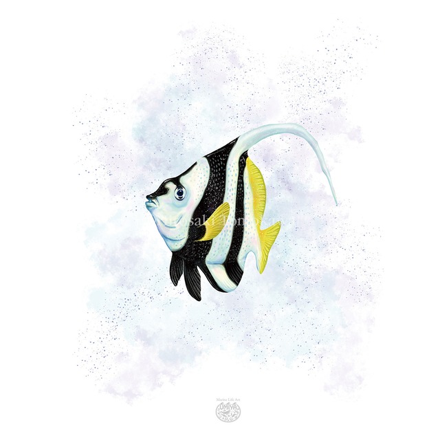 【海のいきものアートポスター／魚】ハタタテダイ