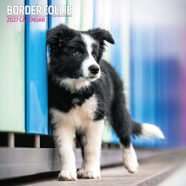 【2027年版】英国製犬種カレンダー【ボーダー・コリー】Traditional 2027年版