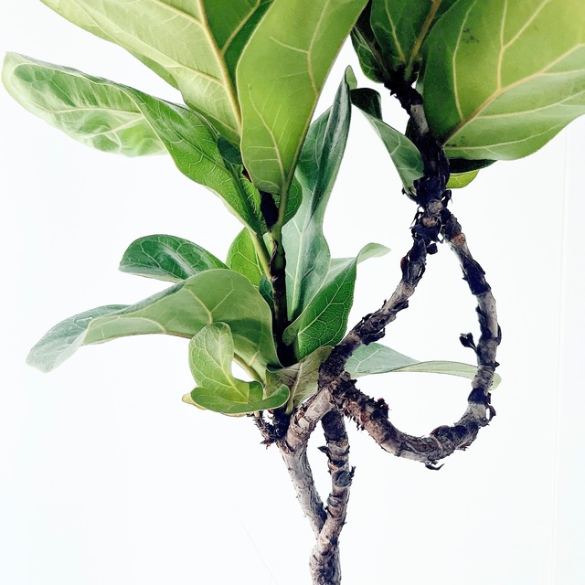 カシワバゴム フィカスリラータ 曲がり neuloポット付き【calm cafe】