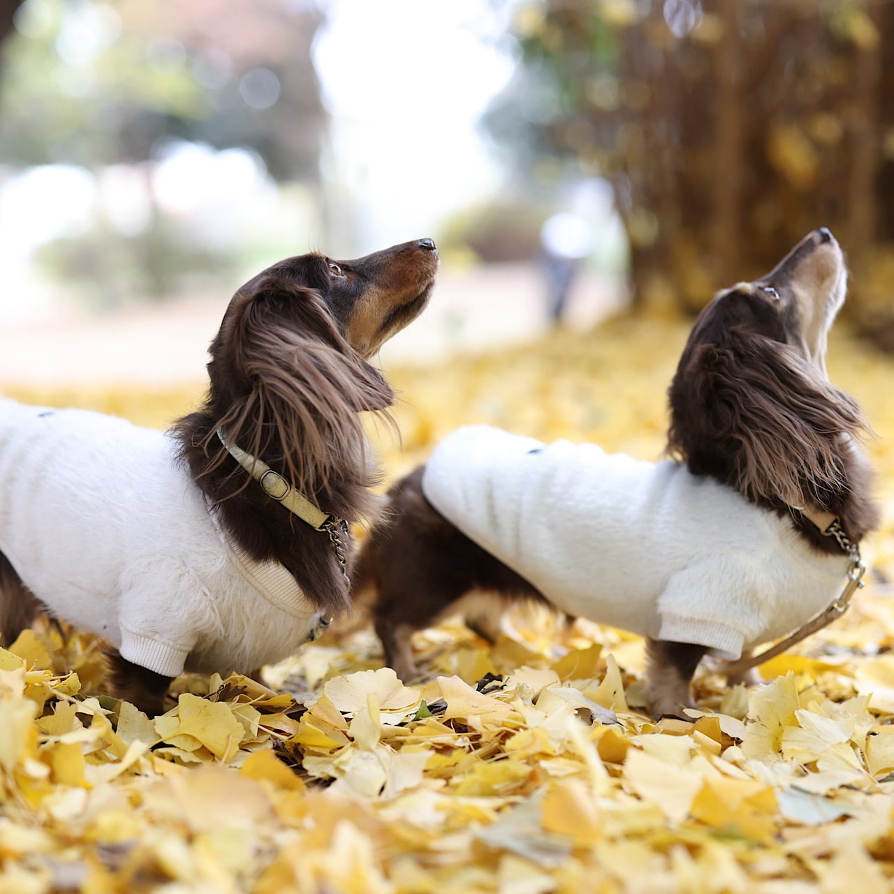 カニンヘンダックスとミニチュアダックス専門のお洋服webショップ