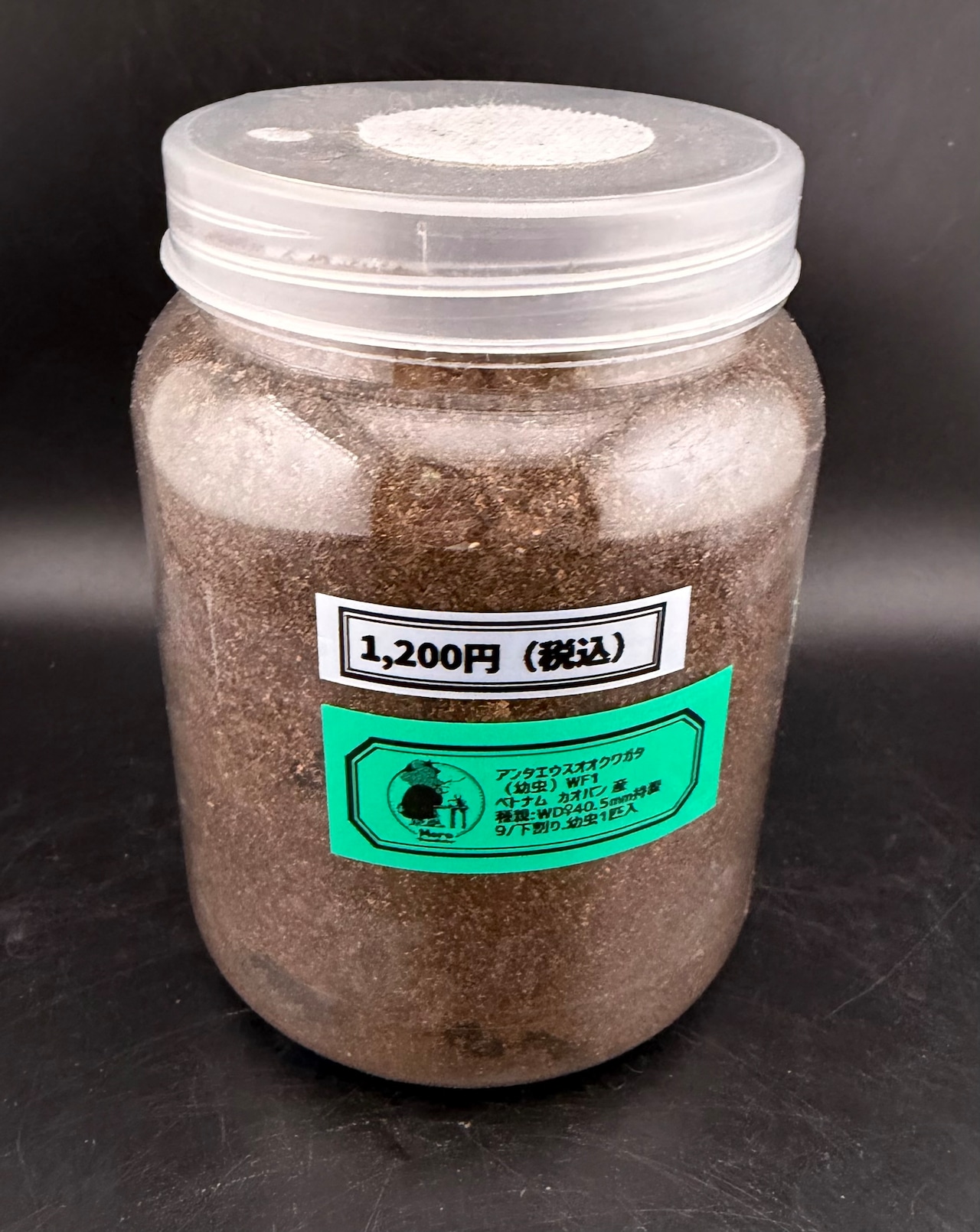 【WF1】《アンタエウスオオクワ カオバン産 幼虫1頭》Moro氏委託個体