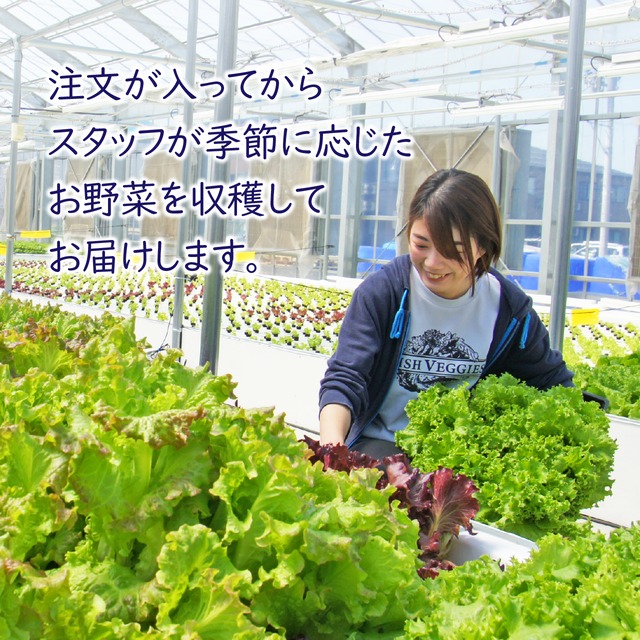 【FISH VEGGIES】水菜とレタスのサラダセット 90g　化学肥料/農薬不使用だから安心して食べられる