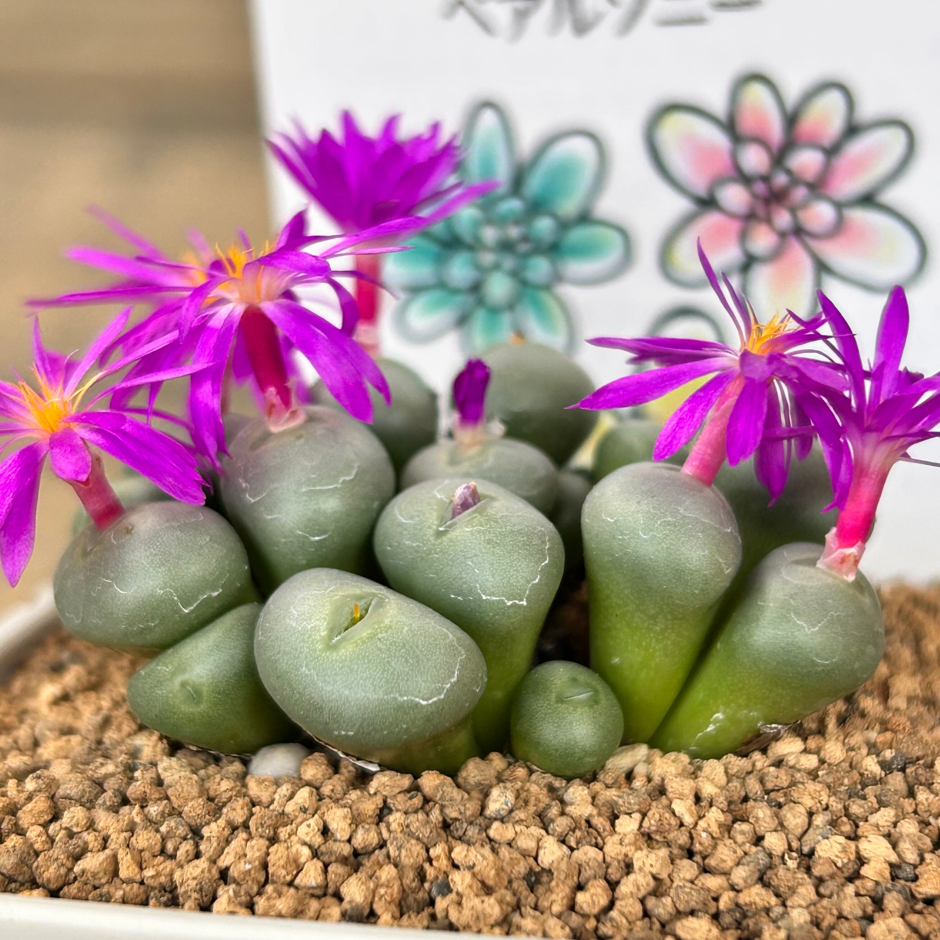 ペアルソニー コノフィツム | RuPo 多肉植物専門店