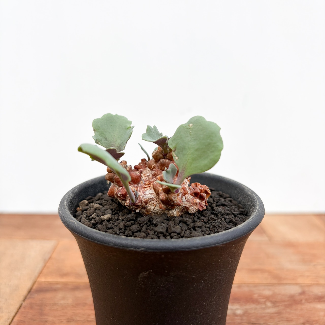 Othonna armiana【オトンナ・アルミアナ・実生】