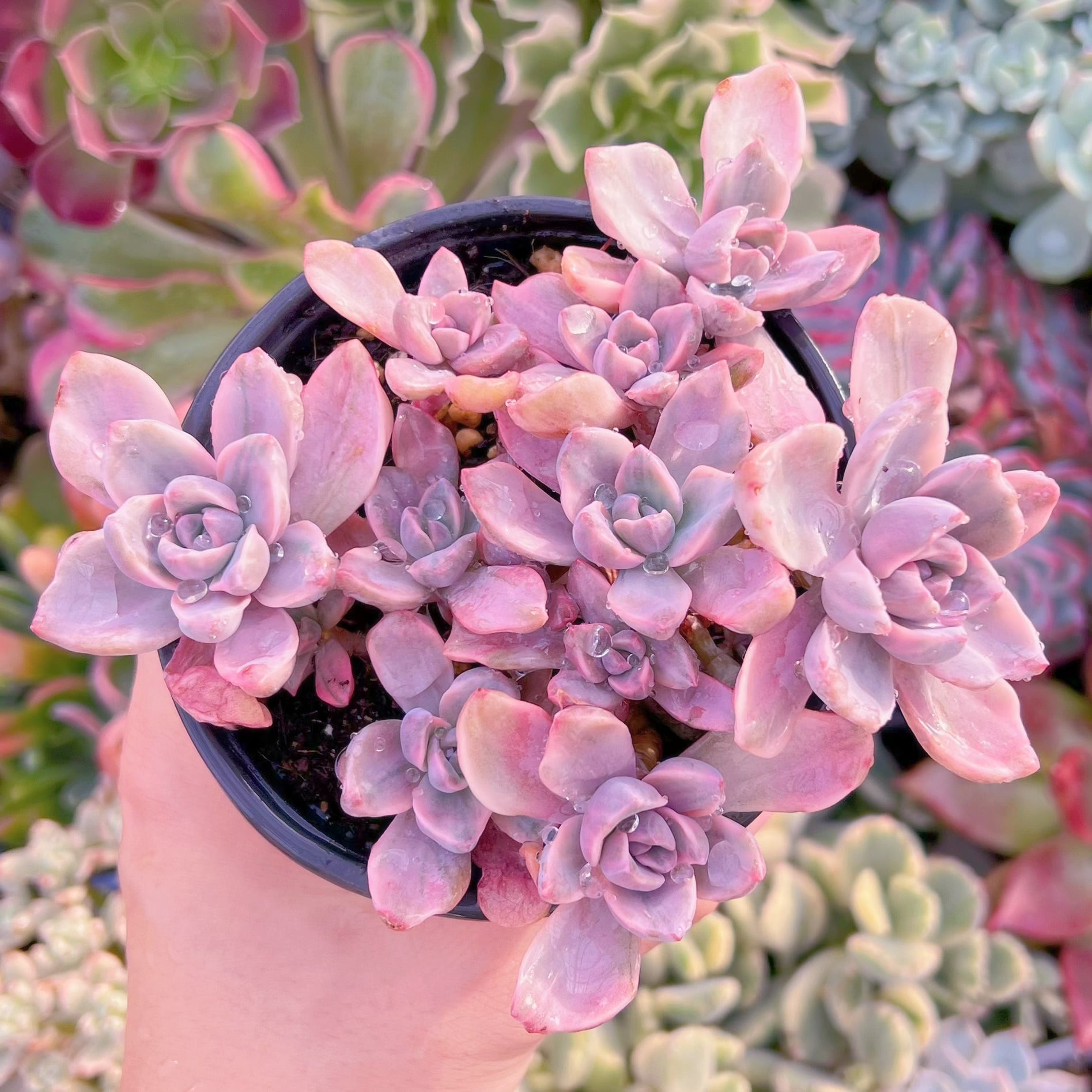 現品　リチャード錦#269   るる農園