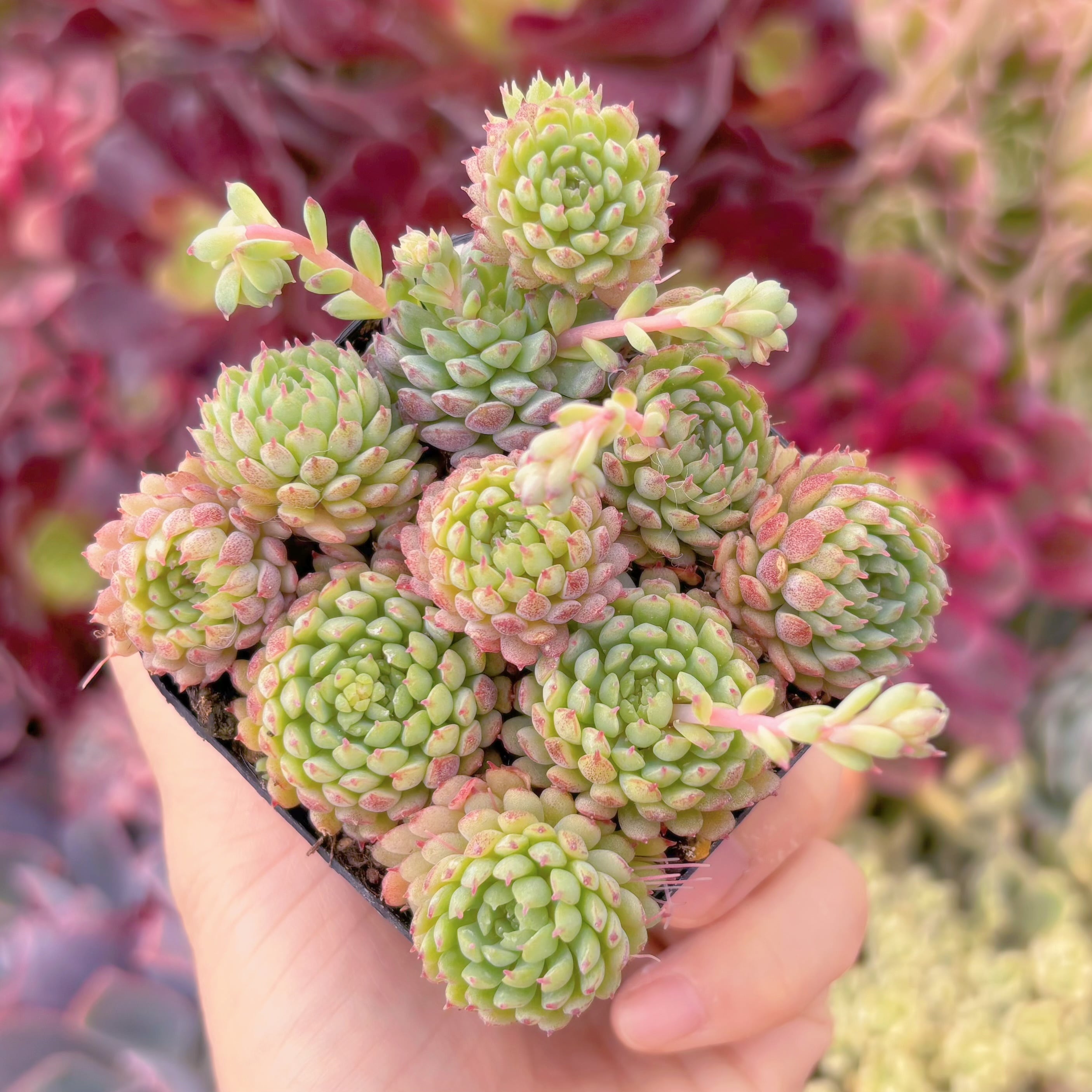 現品　グロブローサ#3015　るる農園