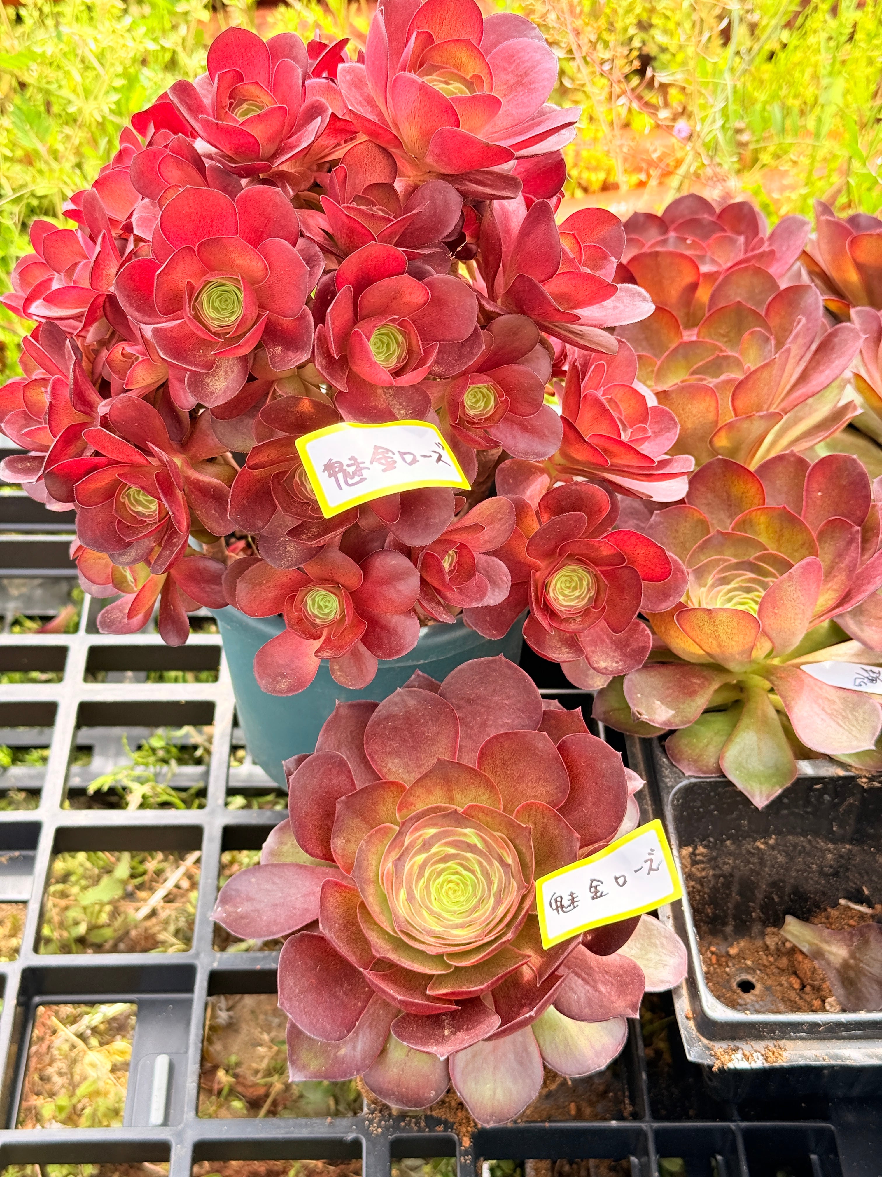 76#多肉植物アエオニウム❤️ 花顔黒牡丹錦❤️1大頭11cm拨き苗 多肉植物 アエオニウム 黒銅壺錦 大苗 美苗 #黒2 | PAY ID