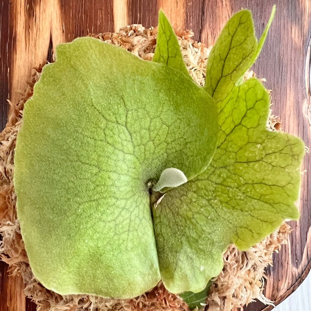 ビカクシダ ウィリンキー 板付 【観葉植物 室内 コウモリラン】