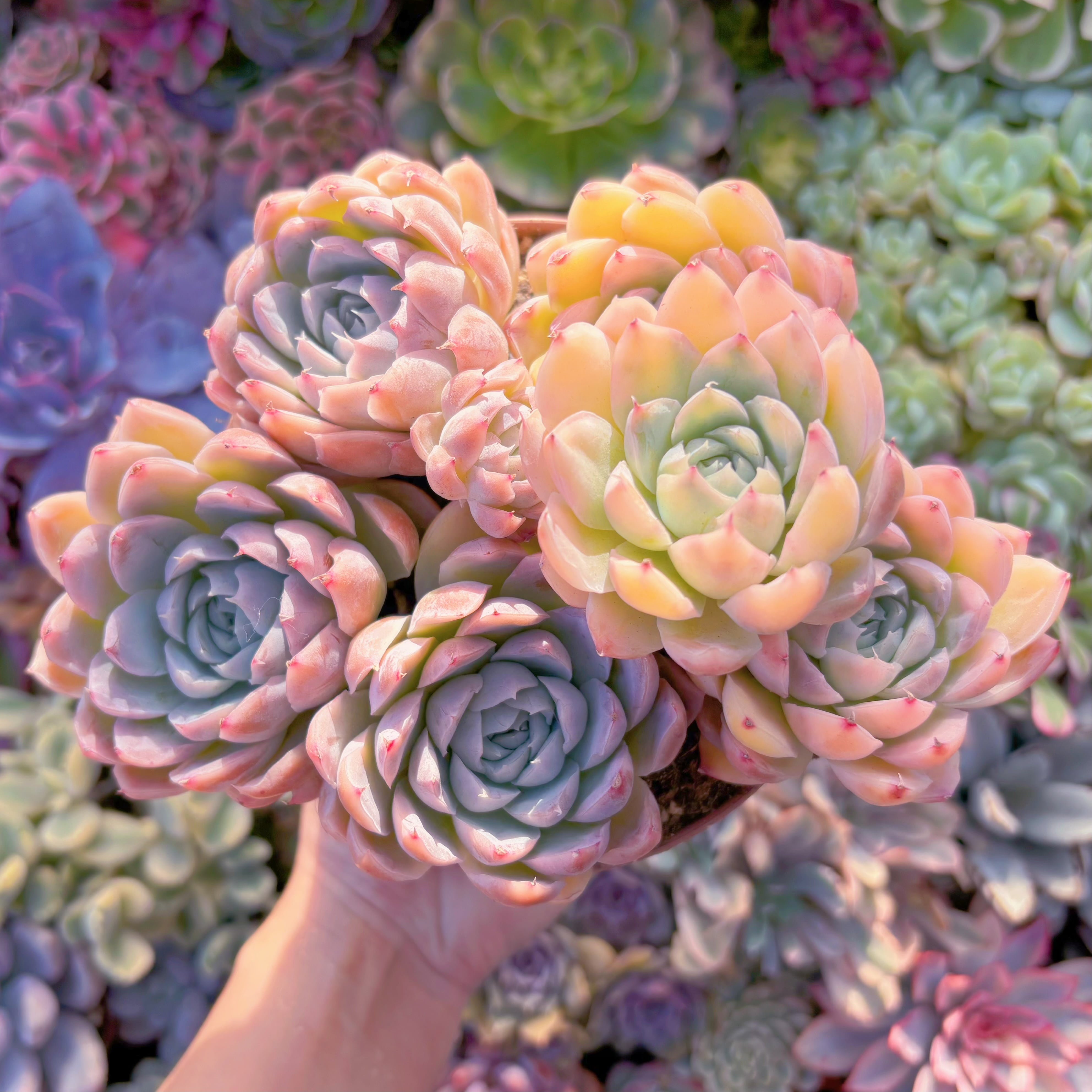 現品　ピンクヒューミリス錦#A006　last one　新入荷　るる農園