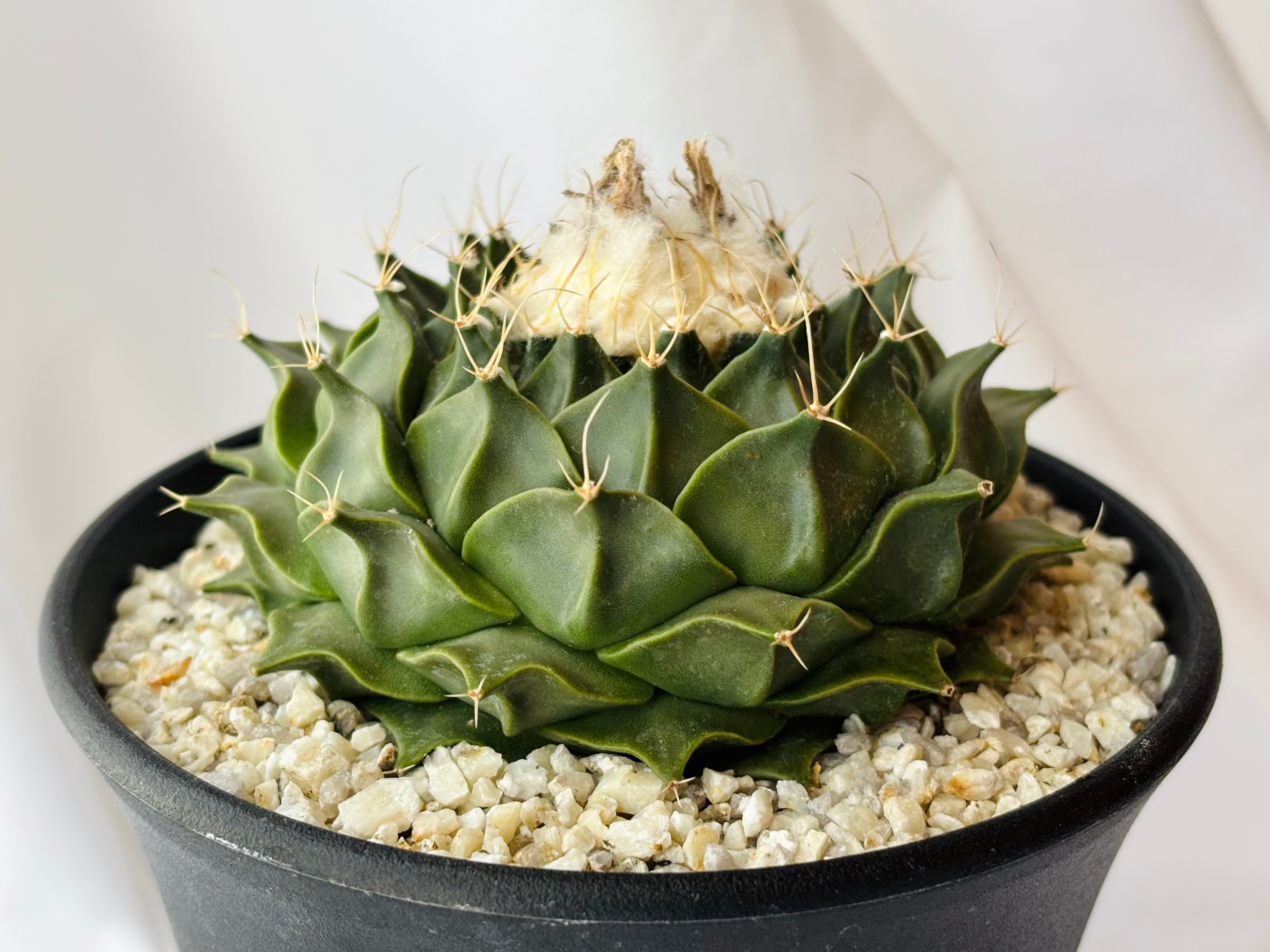 Obregonia denegrii オブレゴニア 帝冠 大疣選抜 サボテン