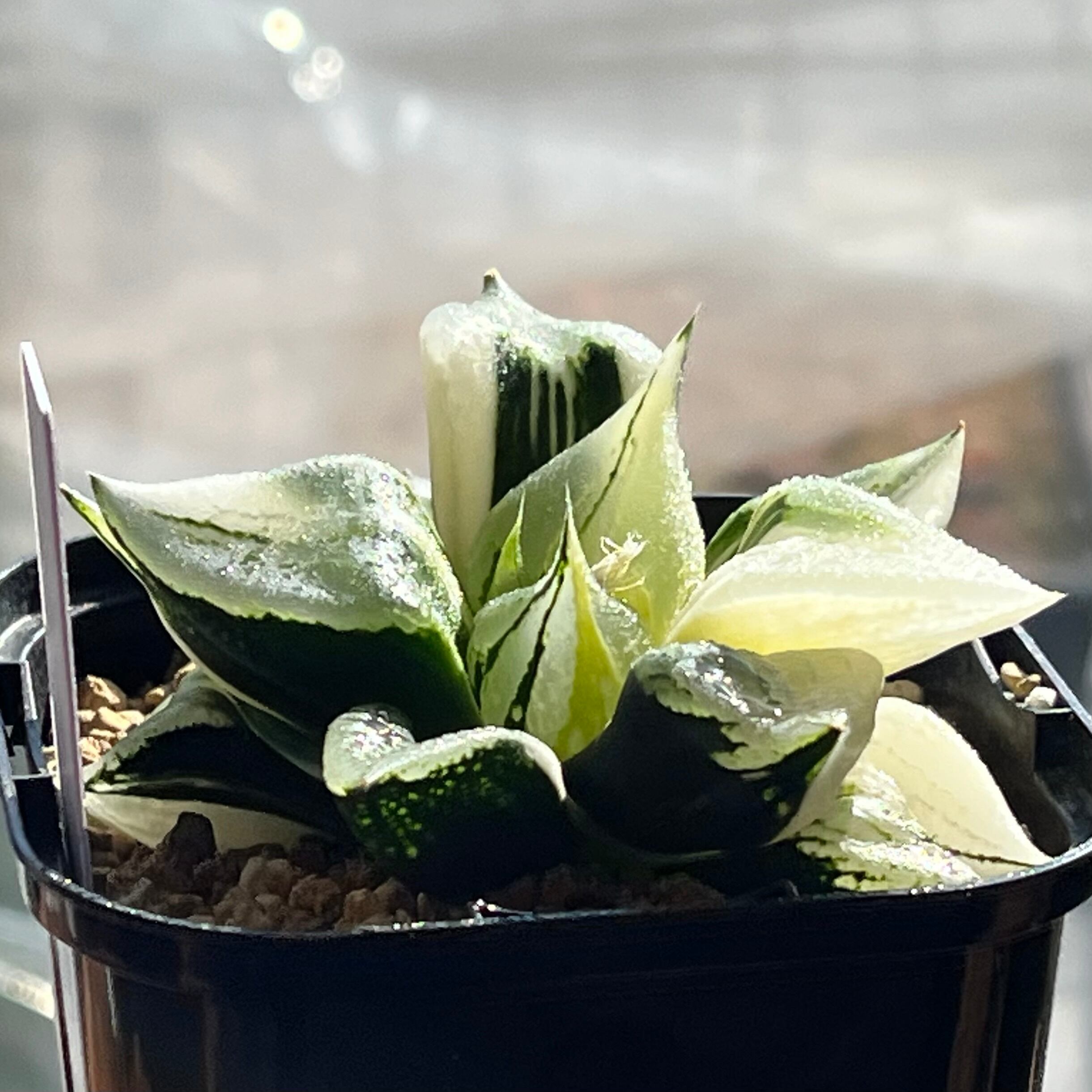 ハオルチア B型コンプトミュータント錦② ハオルチア B型コンプトミュータント錦① | mocono_plants