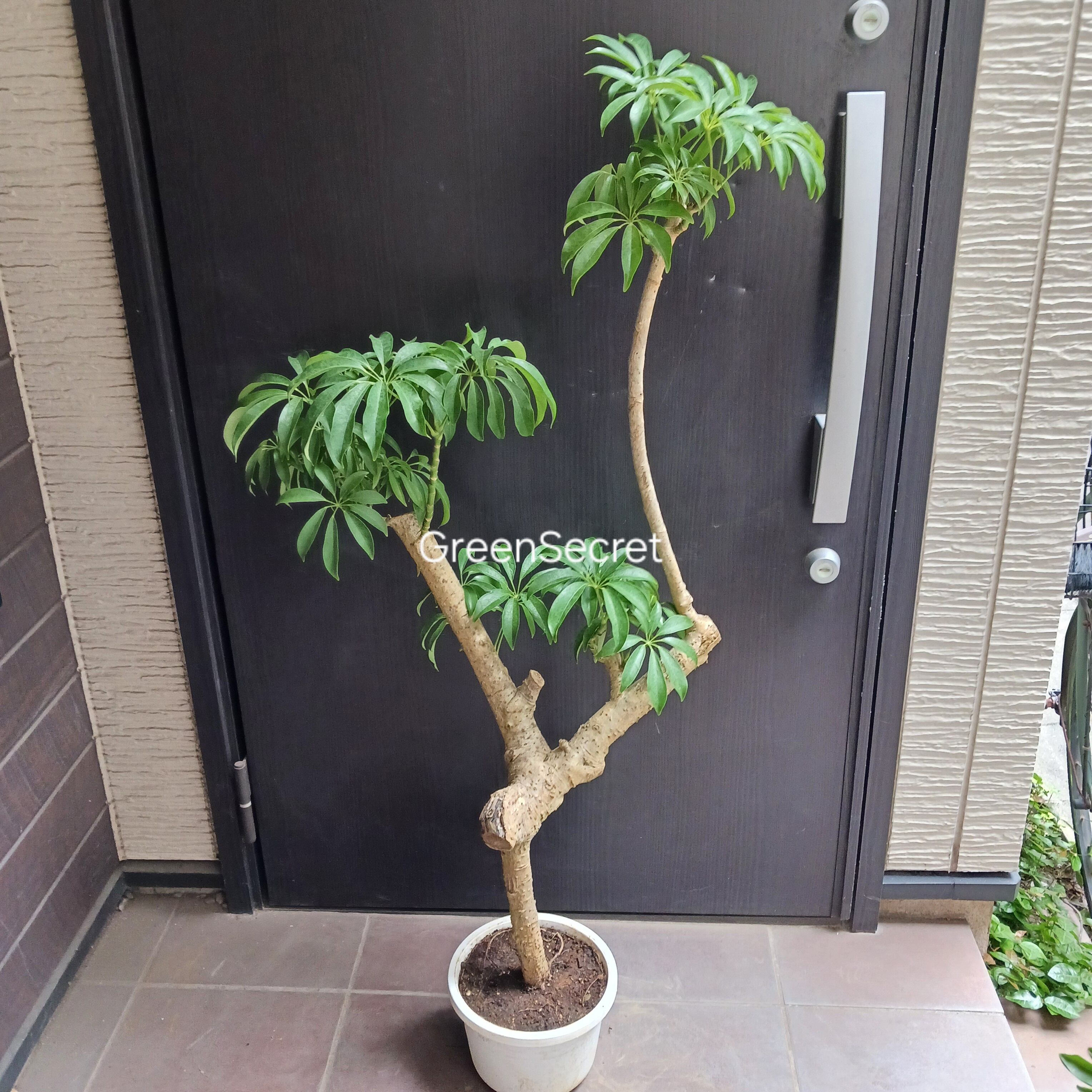 最大級 大株 ガジュマルの木 8号 観葉植物 ガジュマル 多幸の木 樹脂