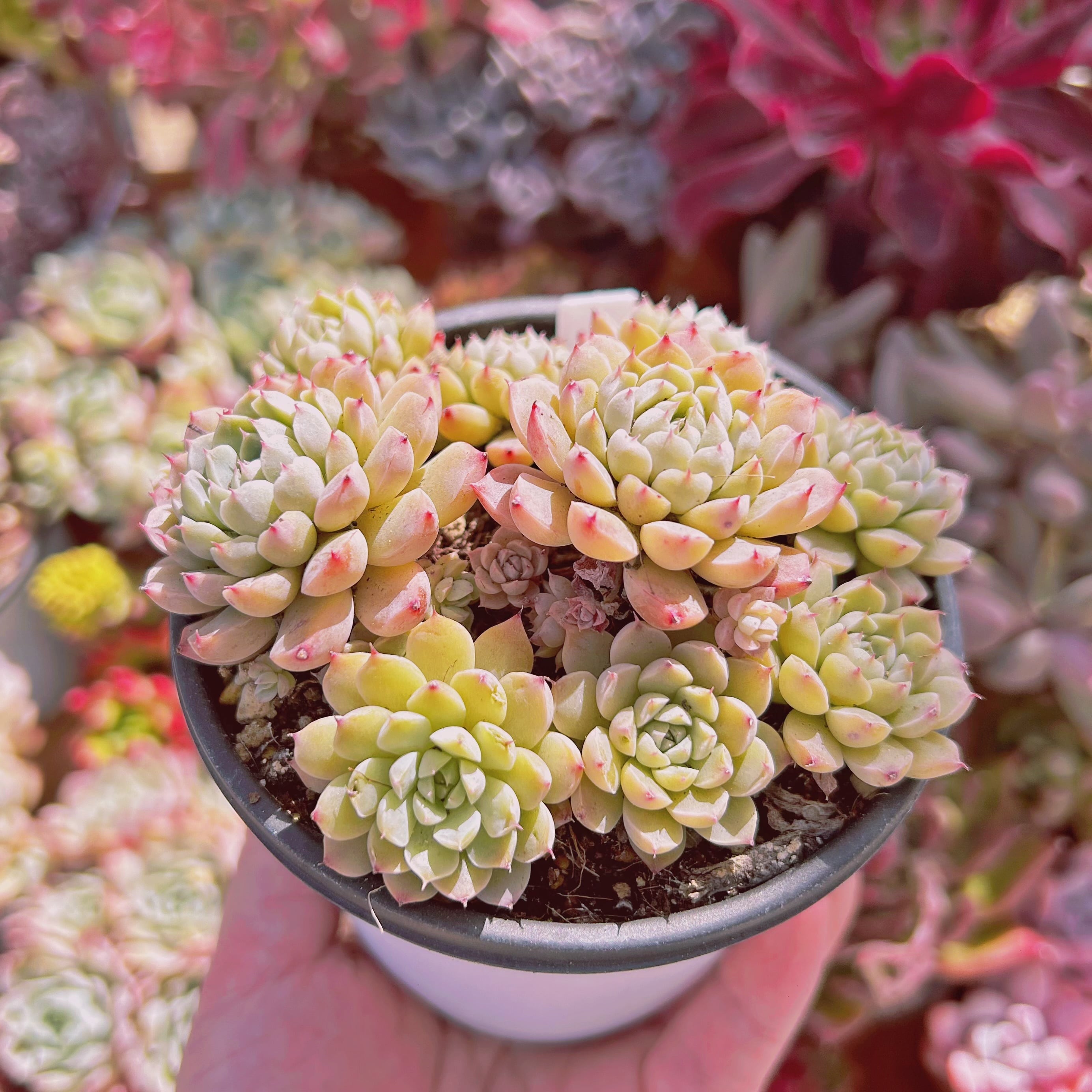 919現物 多肉植物 メキシコミニマ 抜き苗 | るる農園~多肉植物専門