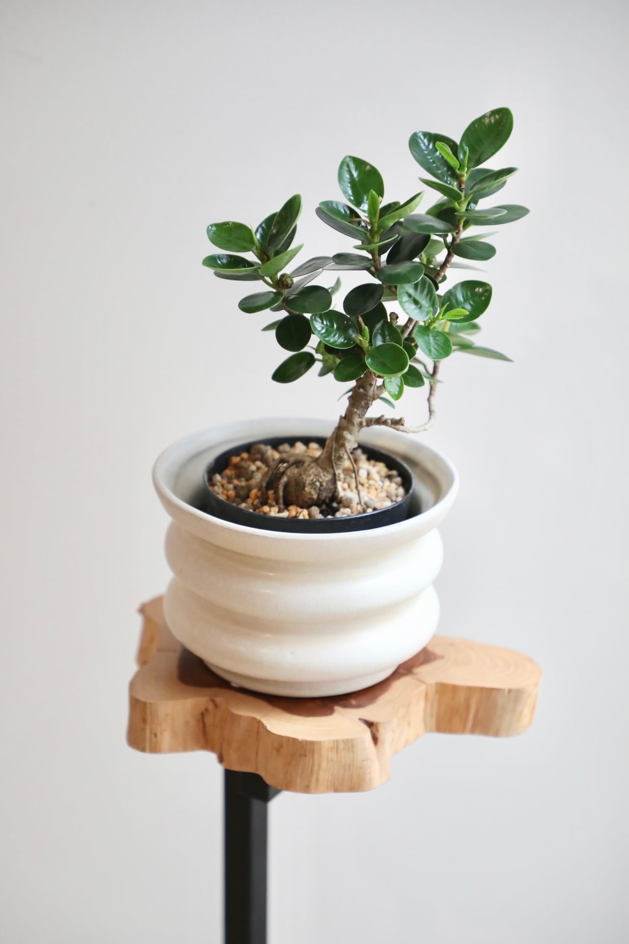 S】パンダガジュマル/Ficus microcarpa Panda ※陶器鉢カバー付き