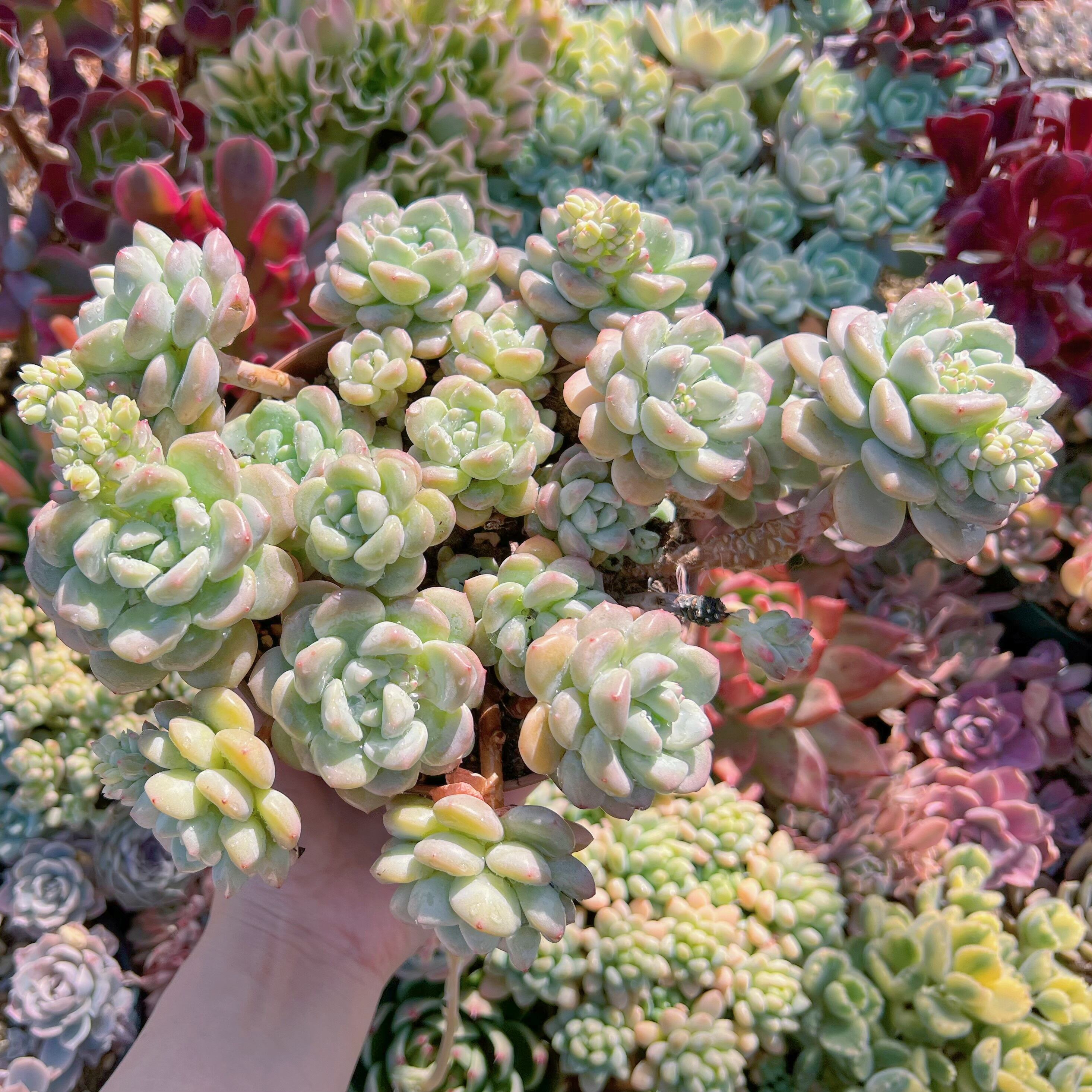 現品　玉兎#748　特大群生　るる農園