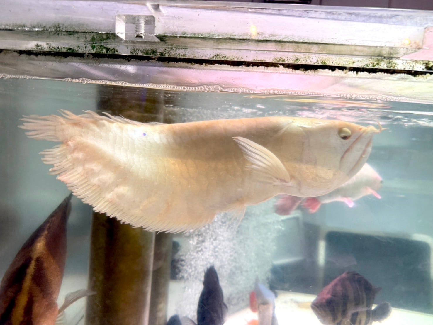 アルビノシルバーアロワナ ショート個体 40㎝前後 両目目垂れ | アクア