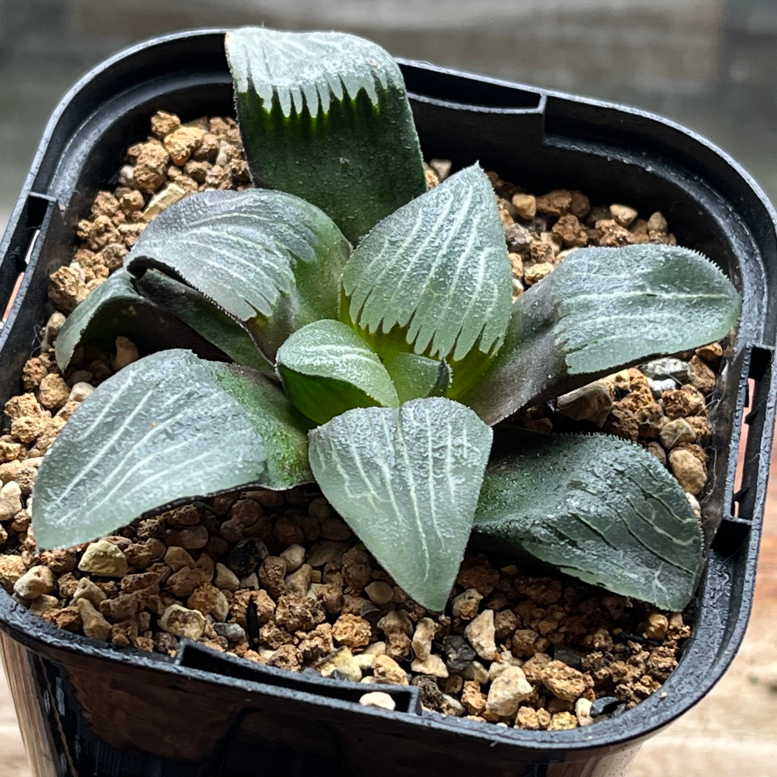 ハオルチア サークルオブライフ | mocono_plants