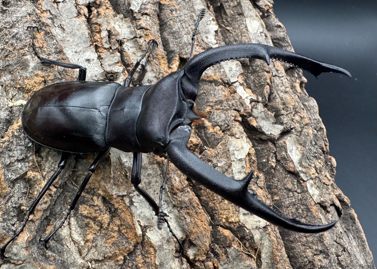 【WD】《マンディブラリスフタマタ 92.5mm ペア》