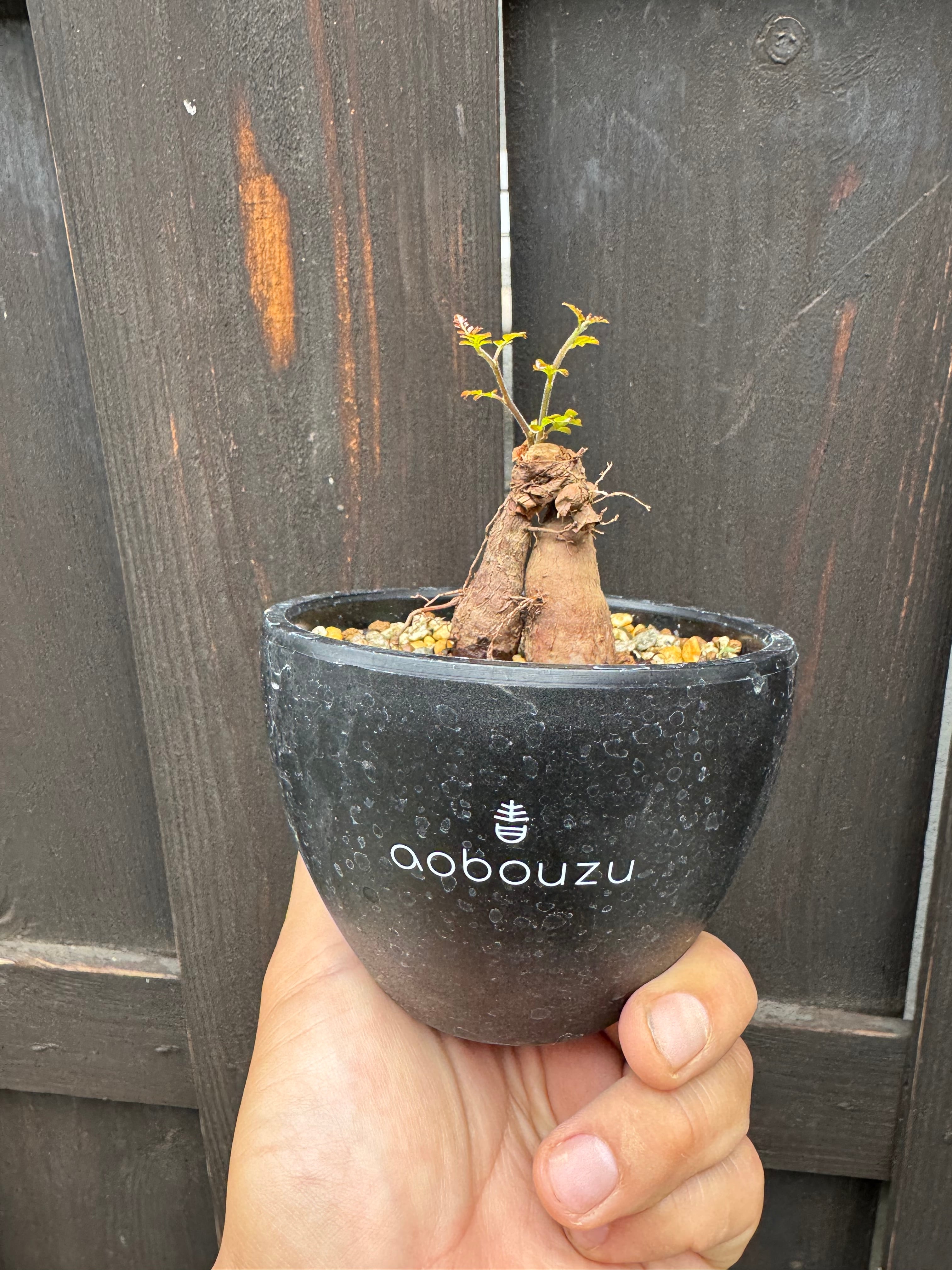 塊根植物 -caudex- | 青坊主-aobouzu-