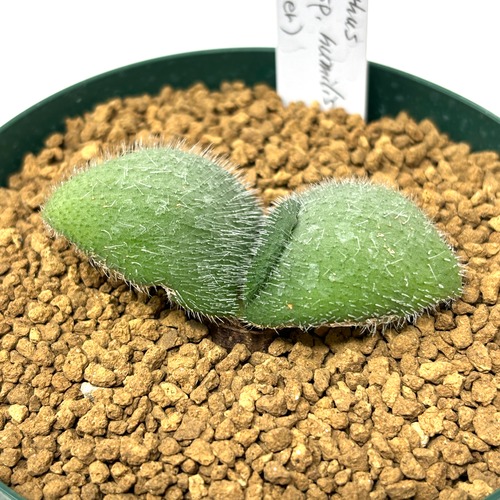 19#多肉植物アエオニウム❤️ブラックマジック❤️25頭17cm 拔き苗 遮